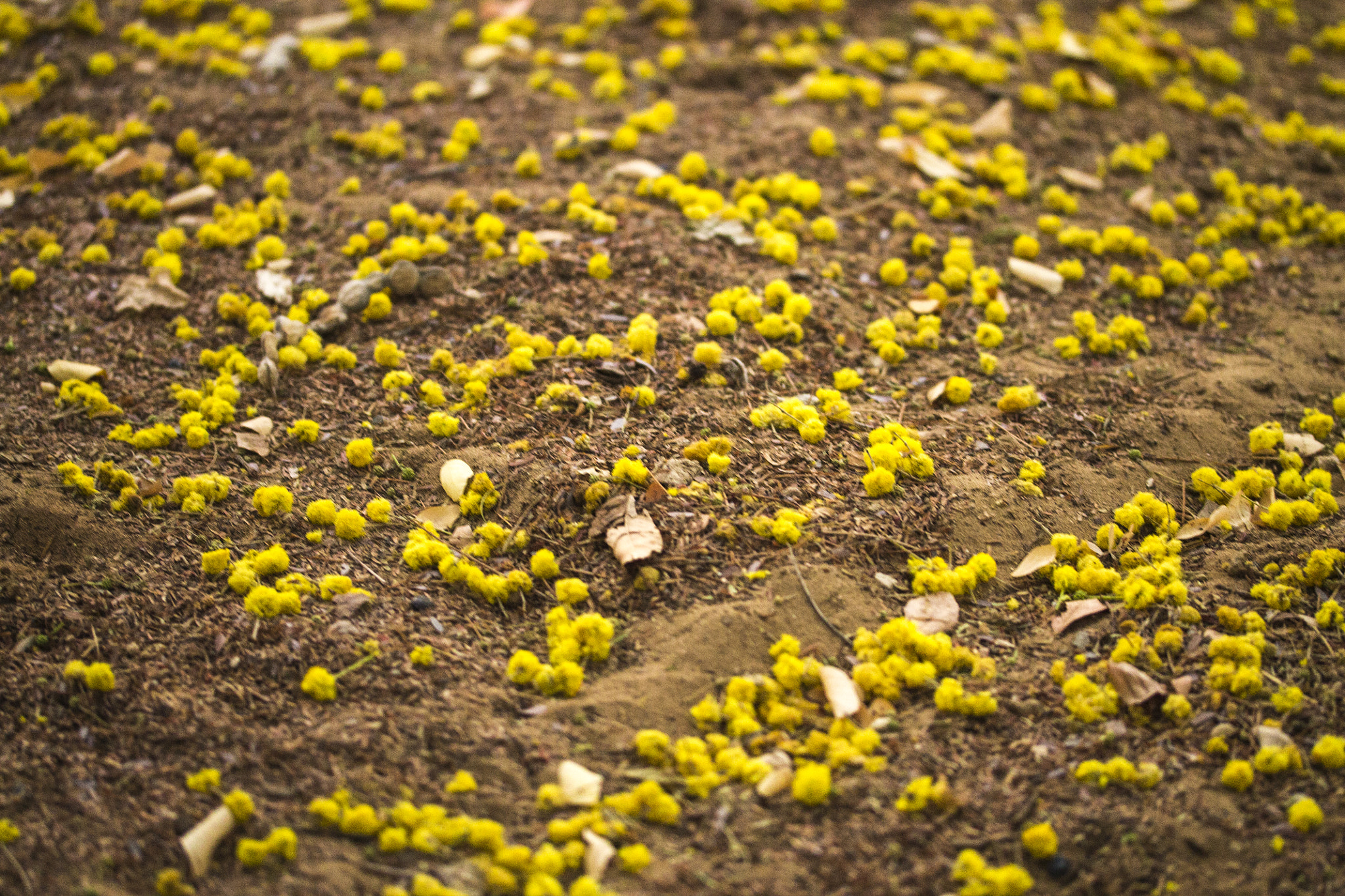 Canon EF-S 60mm F2.8 Macro USM sample photo. Soil and fallen flowers photography