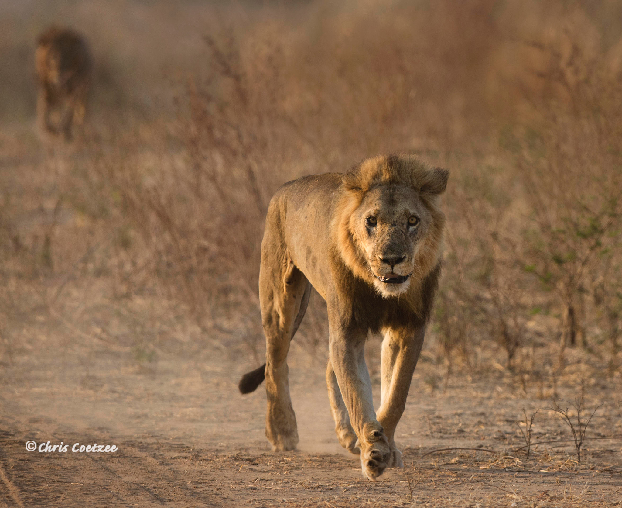 Canon EOS 5DS + Canon EF 300mm F2.8L IS USM sample photo. Rogue lion chase photography