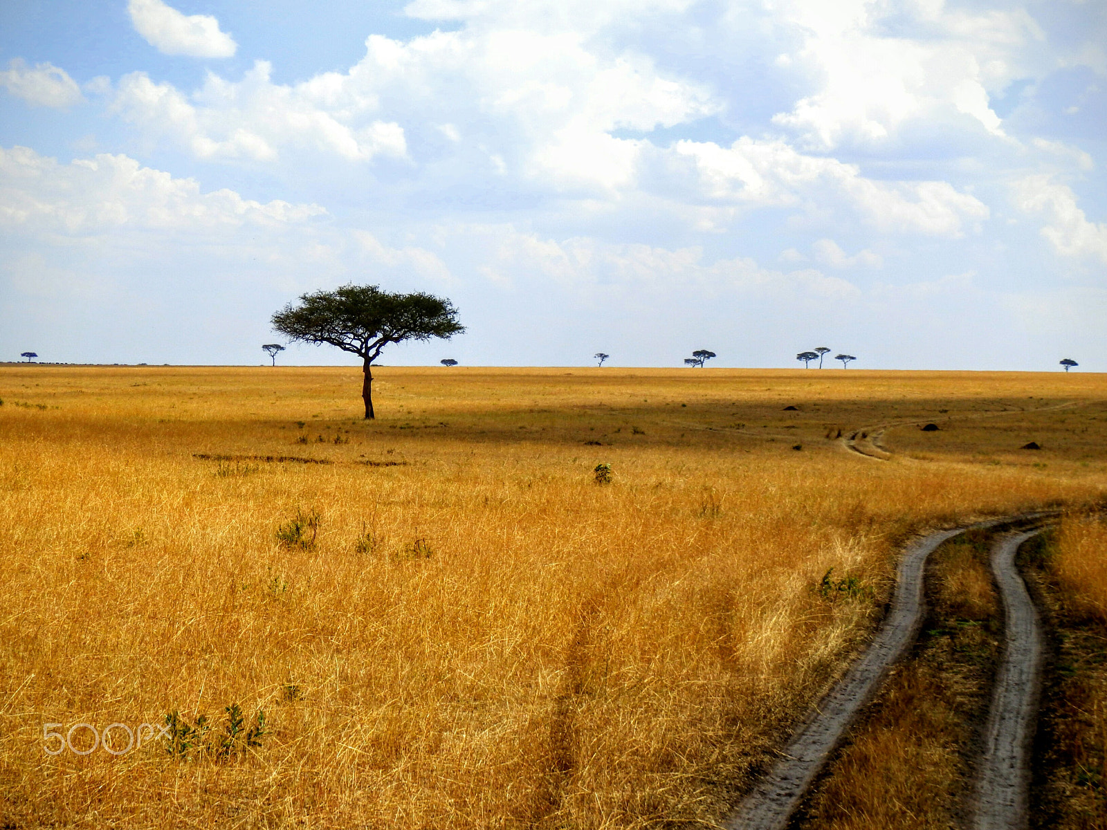 Olympus SZ-31MR sample photo. Tanzania photography
