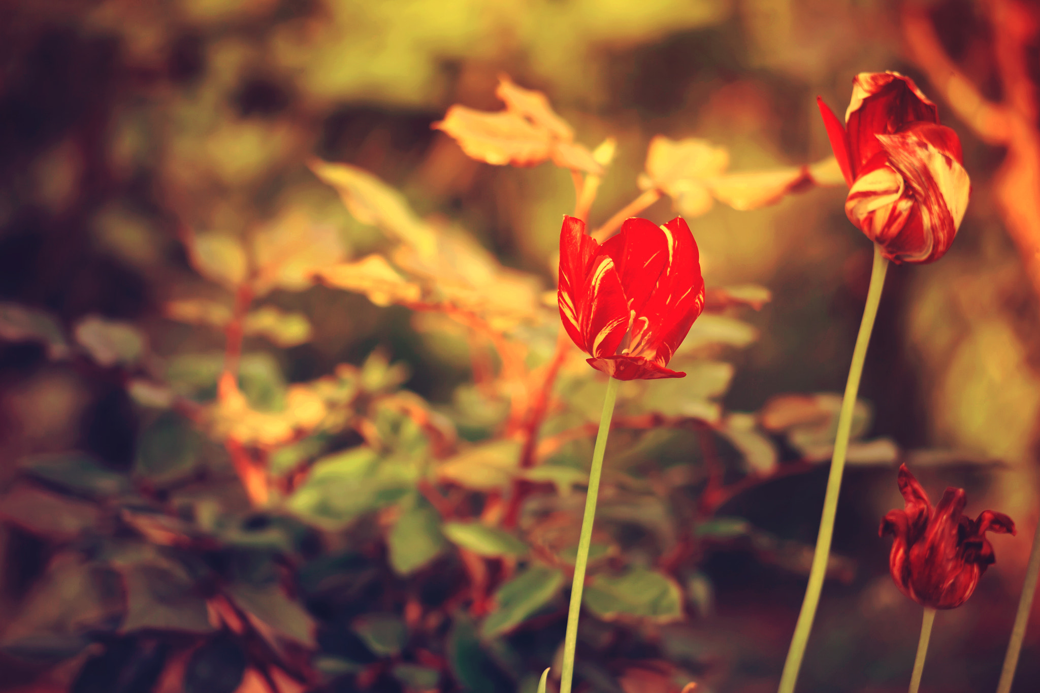 Kodak DCS Pro 14N sample photo. Tulips photography