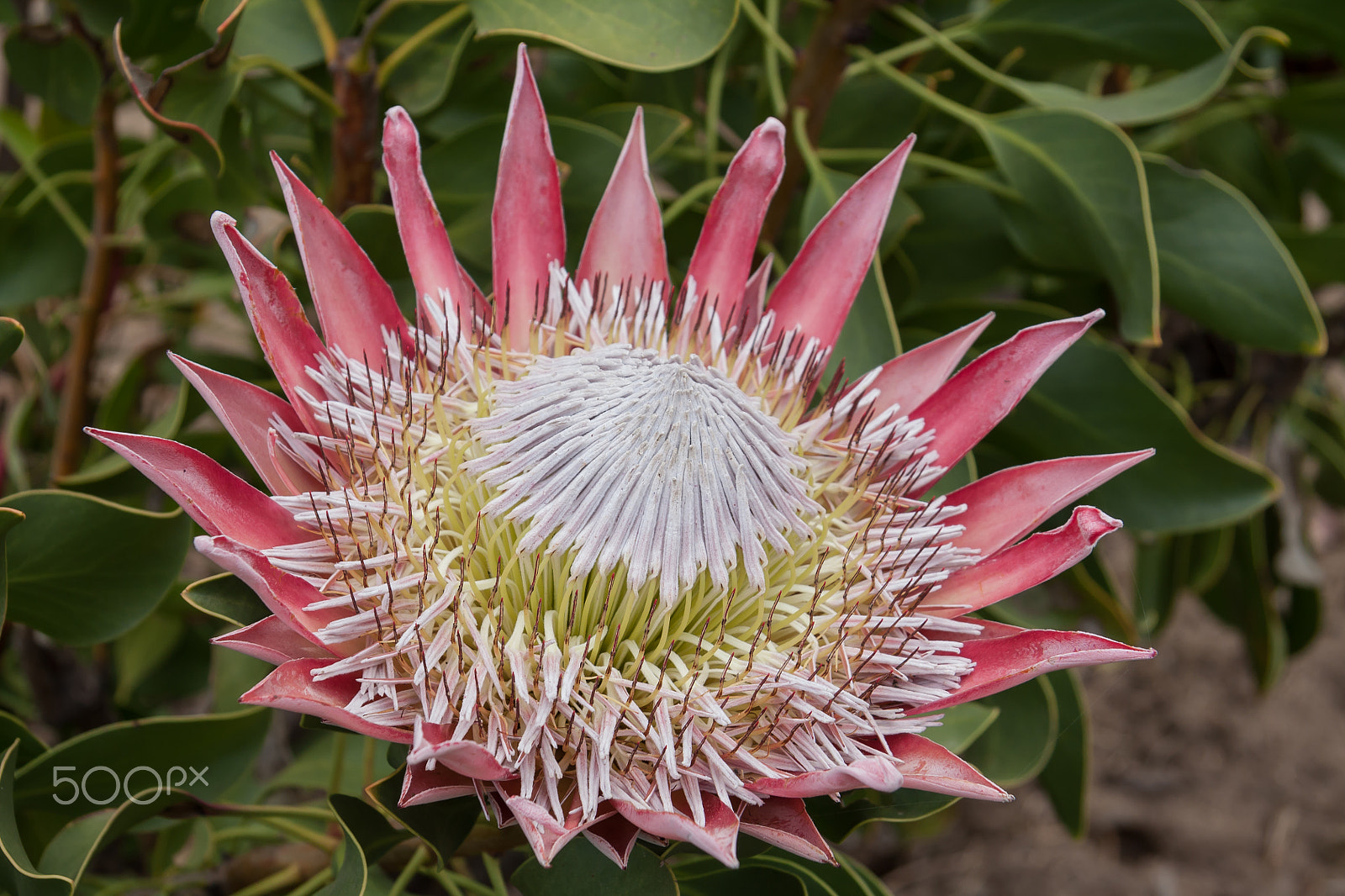 Canon EF-S 17-85mm F4-5.6 IS USM sample photo. King protea (protea cyneroides) photography
