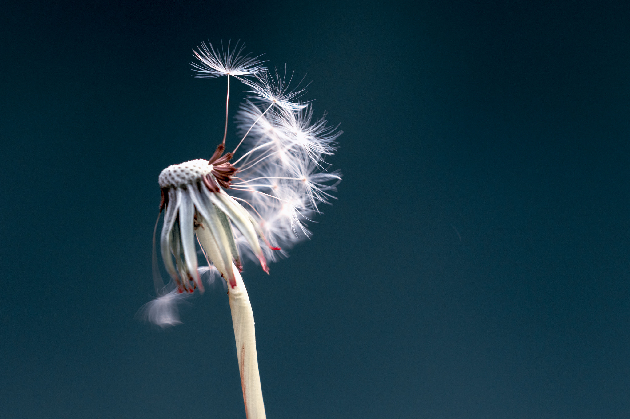 Sigma 105mm F2.8 EX DG OS HSM sample photo. Moving in the breeze photography
