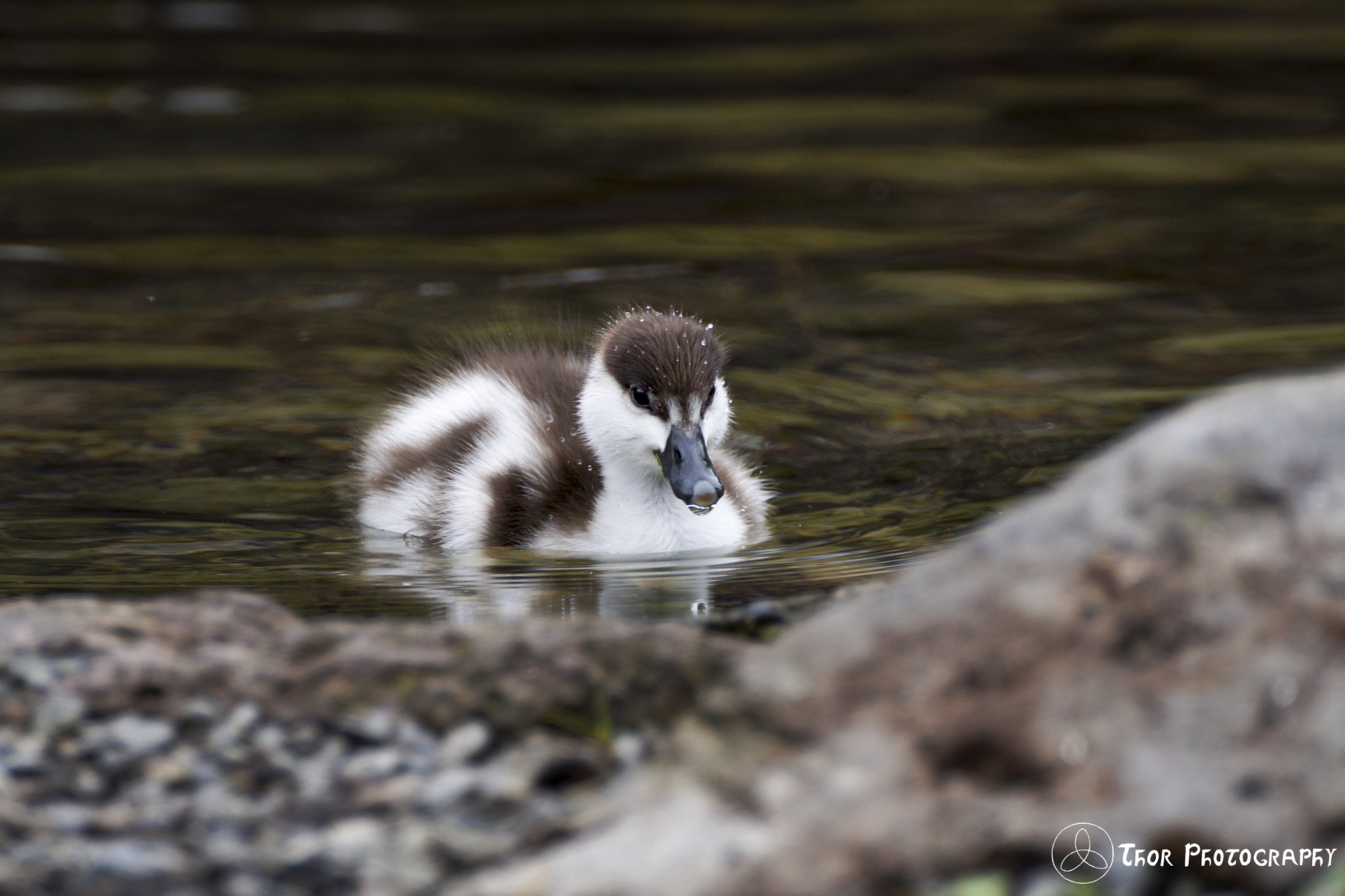 Sony SLT-A58 + Tamron SP 70-300mm F4-5.6 Di USD sample photo. Paradise duckling photography