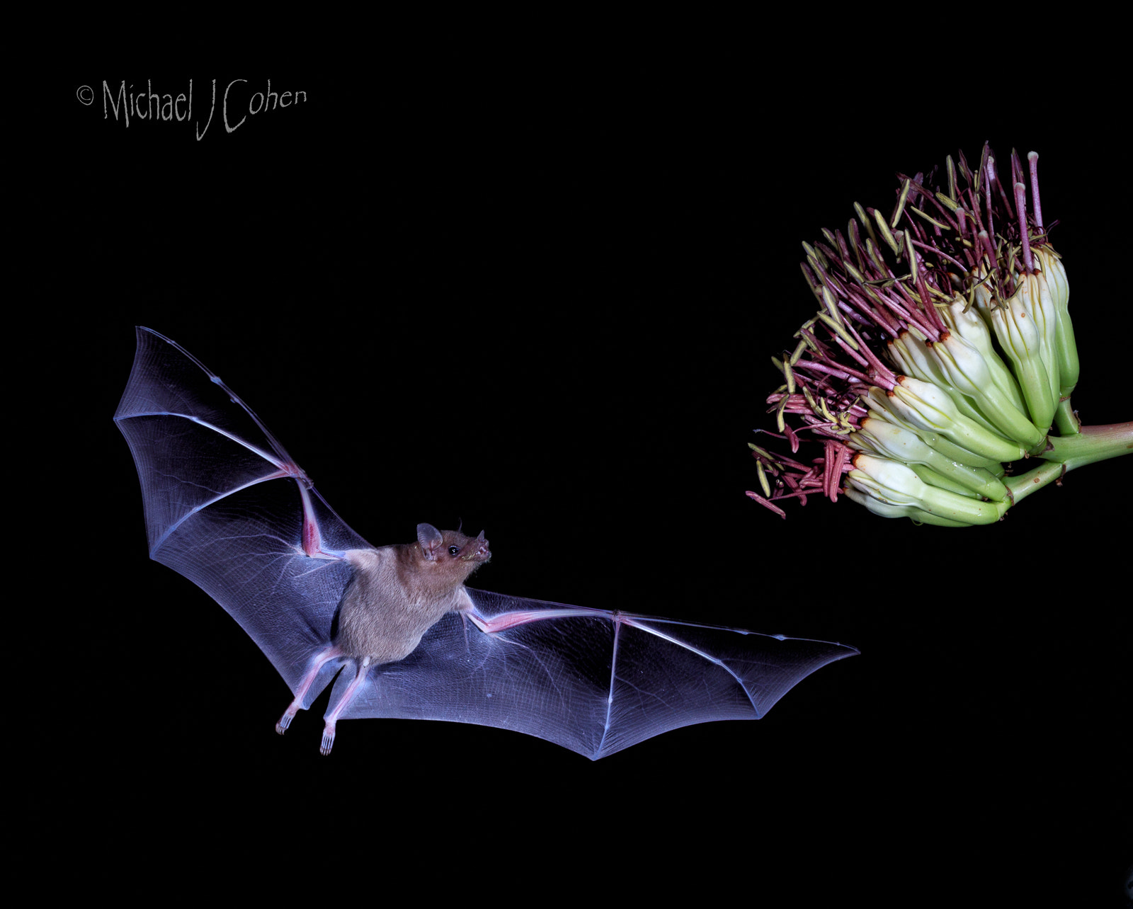 Canon EOS-1D X Mark II + Canon EF 70-200mm F4L IS USM sample photo. Mexican long nose bat approaching flower photography