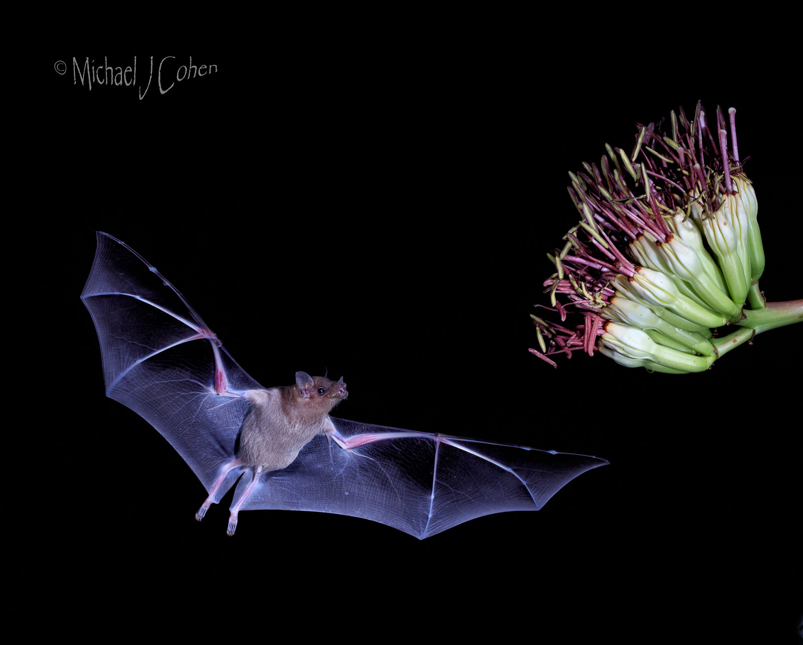 Canon EF 70-200mm F4L IS USM sample photo. Mexican long nose bat approaching flower photography