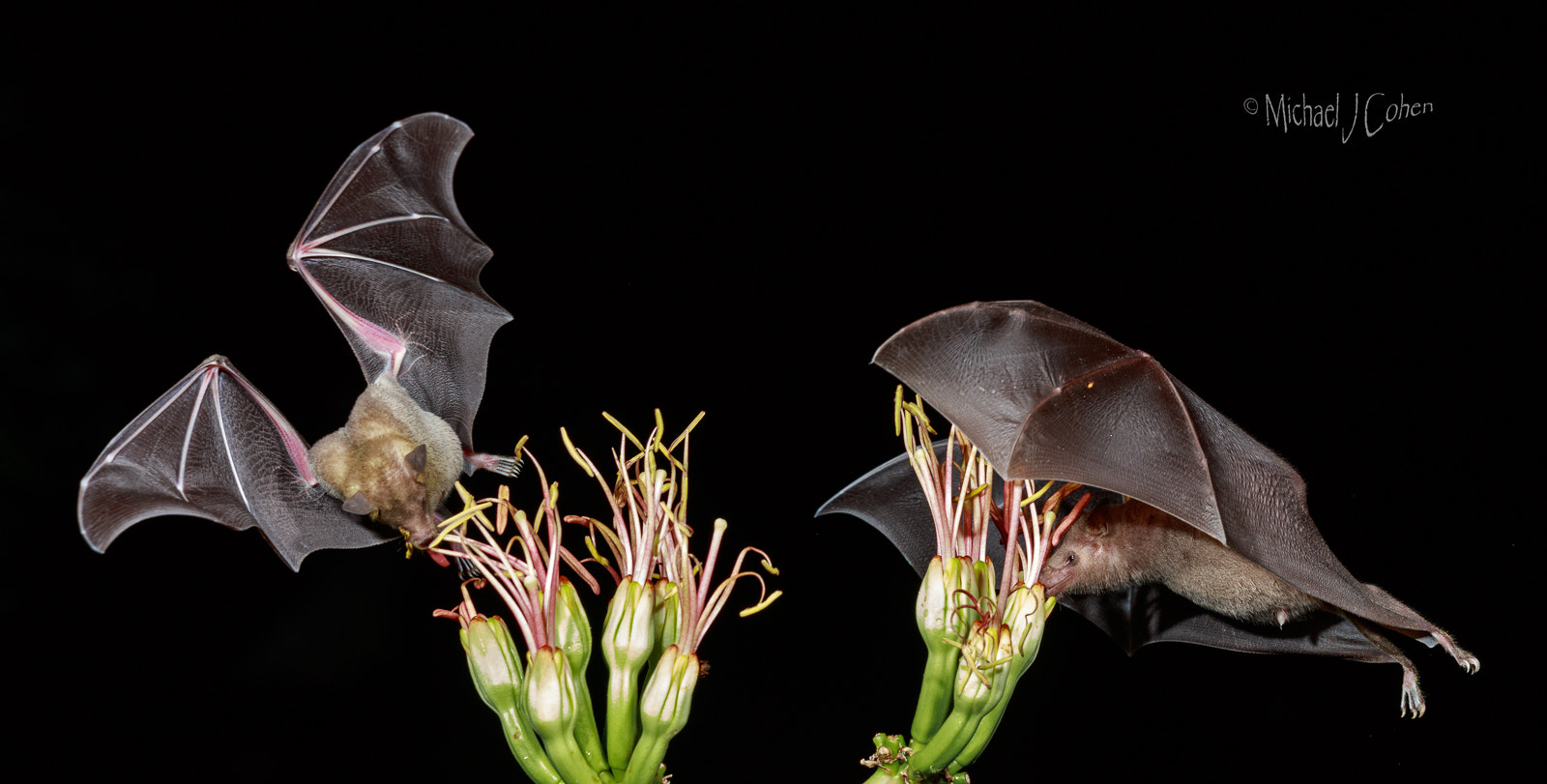 Canon EF 70-200mm F4L IS USM sample photo. Two night feeding bats photography