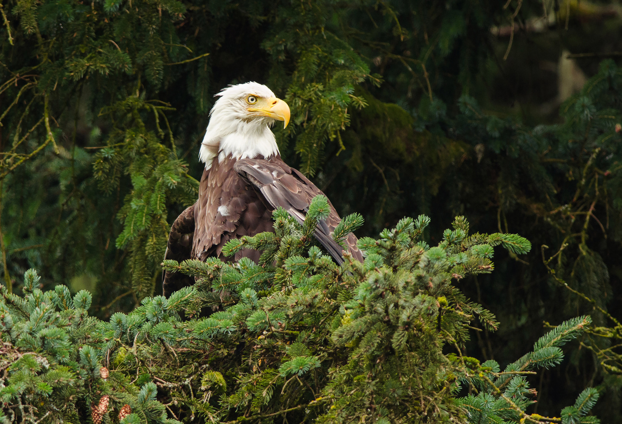 Nikon D7000 + Nikon AF-S Nikkor 300mm F4D ED-IF sample photo. Stand tall photography