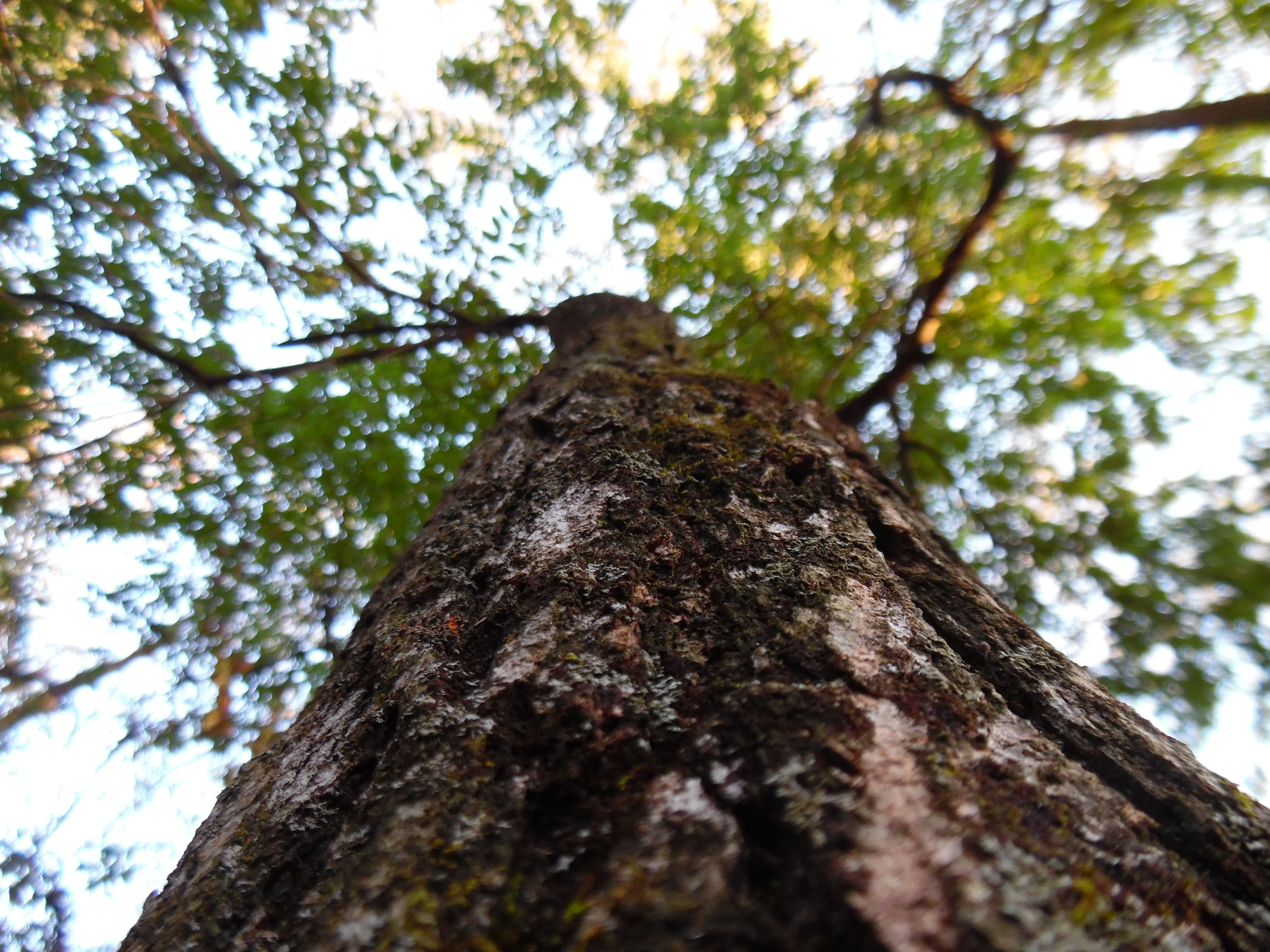 Samsung WB35F/WB36F/WB37F sample photo