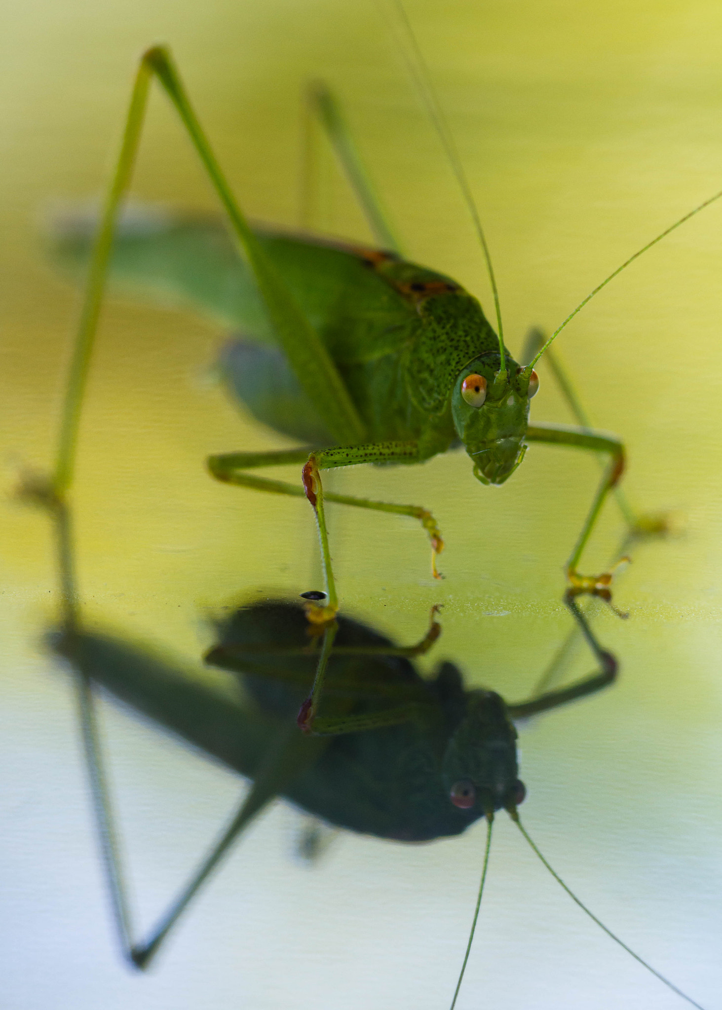 Canon EOS 7D + Sigma 105mm F2.8 EX DG Macro sample photo. Twins photography
