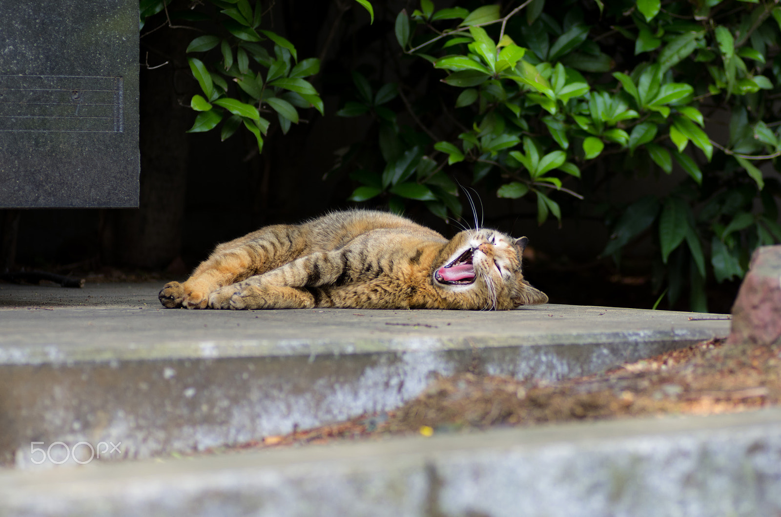 Pentax K-5 + Tamron SP AF 90mm F2.8 Di Macro sample photo. Yawning cat 4 photography