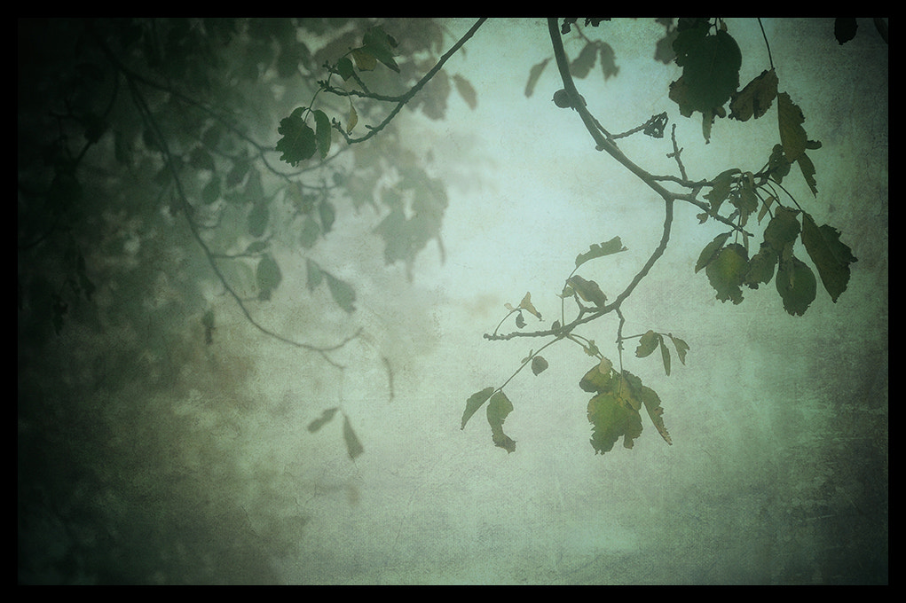 Nikon D3 sample photo. Silenzi d'autunno photography