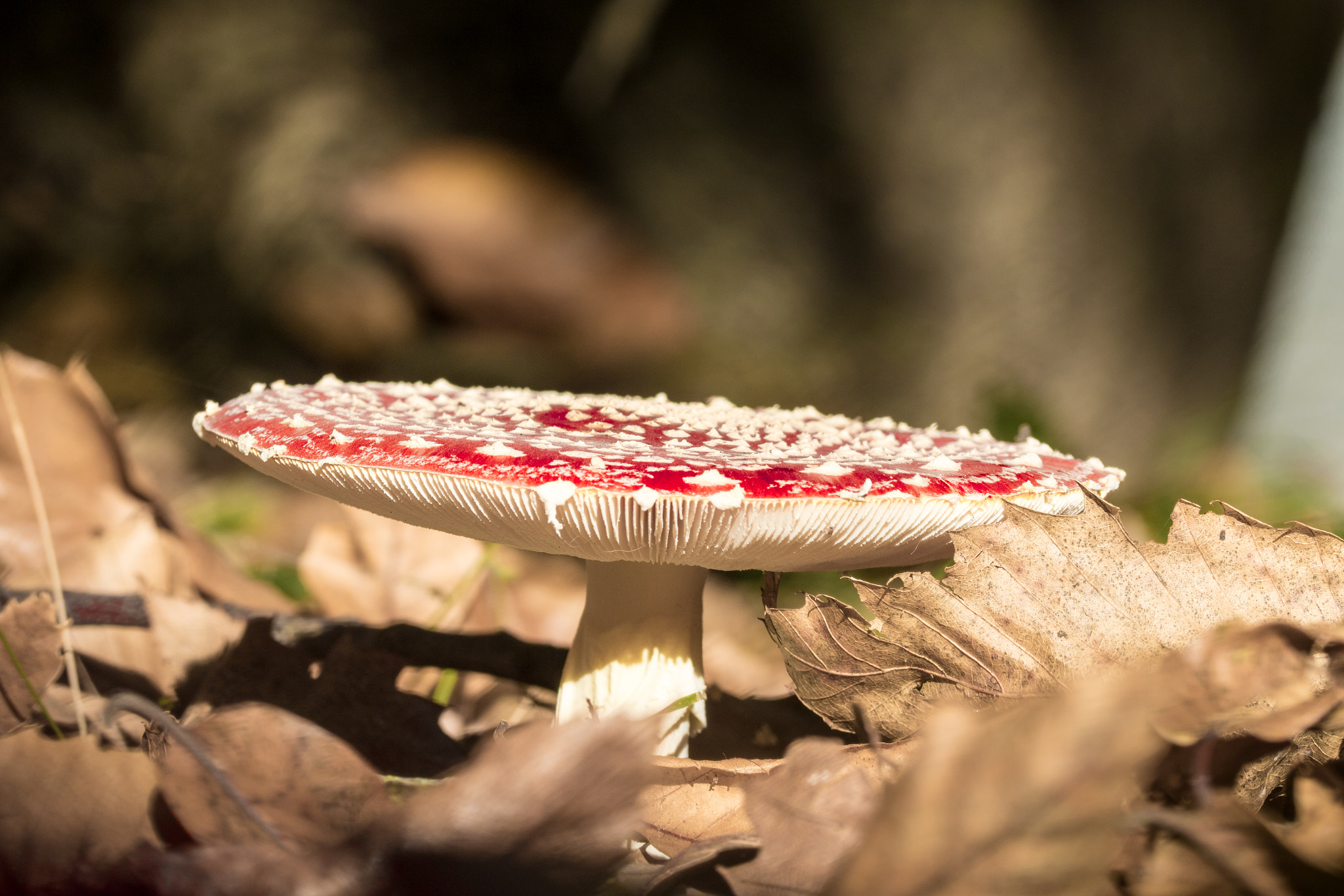 Sigma 105mm F2.8 EX DG OS HSM sample photo. Autumn flower photography
