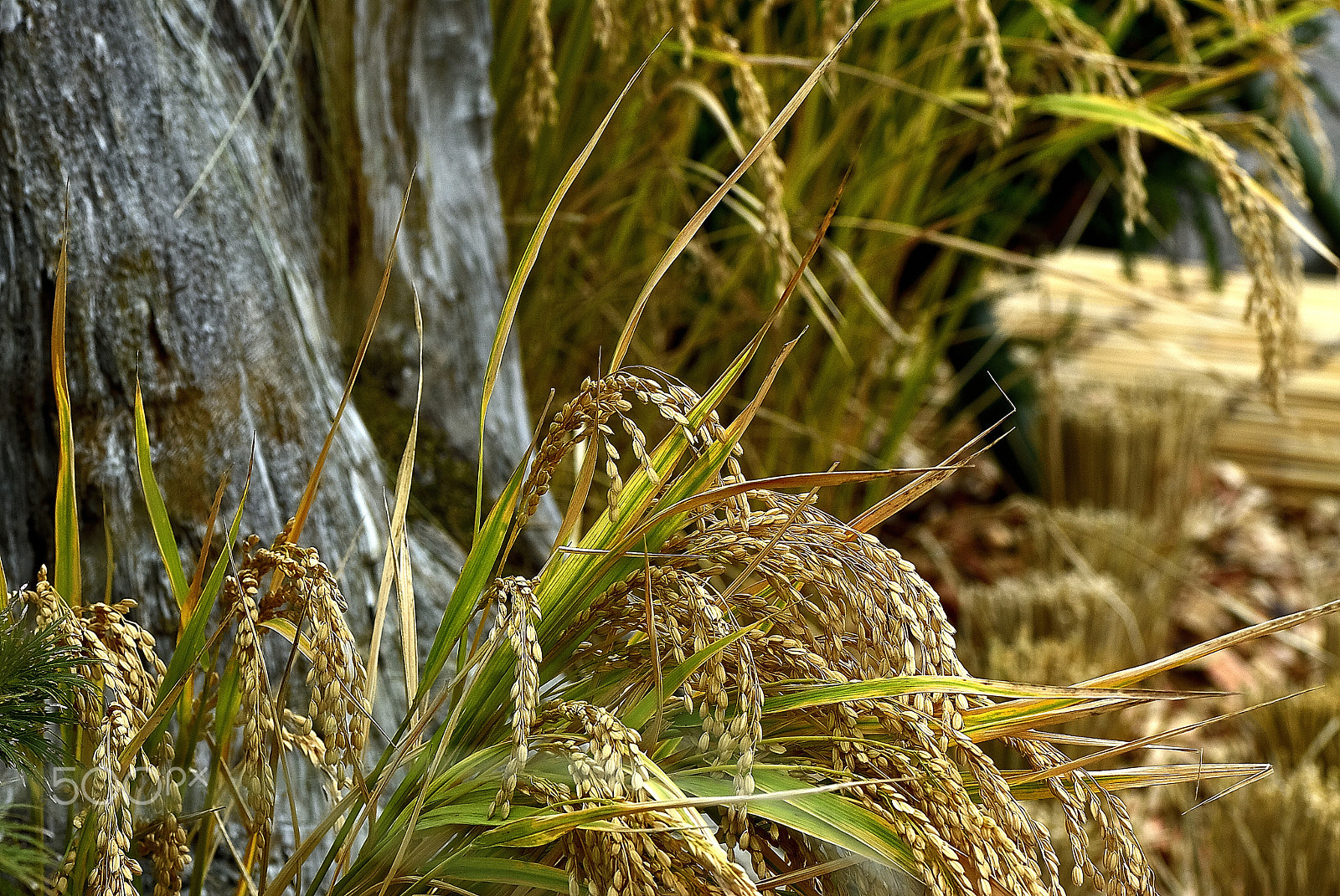 Nikon D200 sample photo. Ear of rice this year. photography