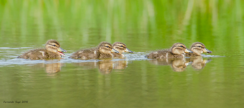 Nikon D7000 + Sigma 50-500mm F4.5-6.3 DG OS HSM sample photo. Xxtw edited photography