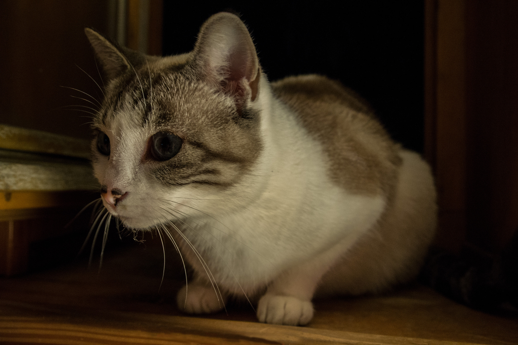 Sony SLT-A58 sample photo. Oh i see something! photography