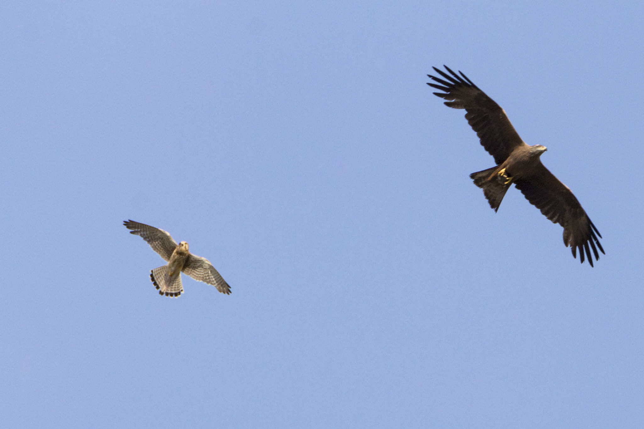 Tamron SP 150-600mm F5-6.3 Di VC USD sample photo. Volo in formazione photography