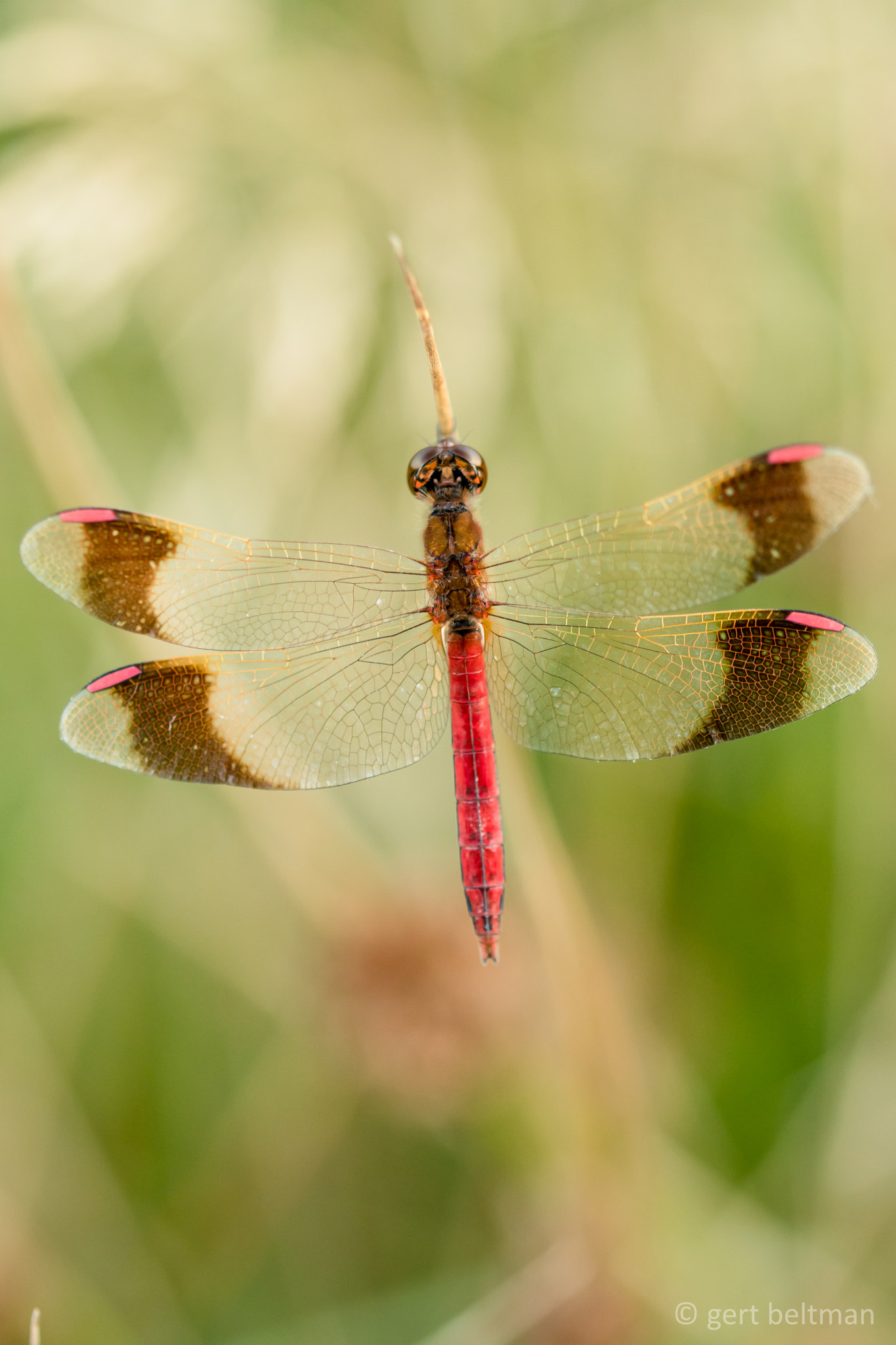 Sigma 105mm F2.8 EX DG OS HSM sample photo. Bandheidelibel photography