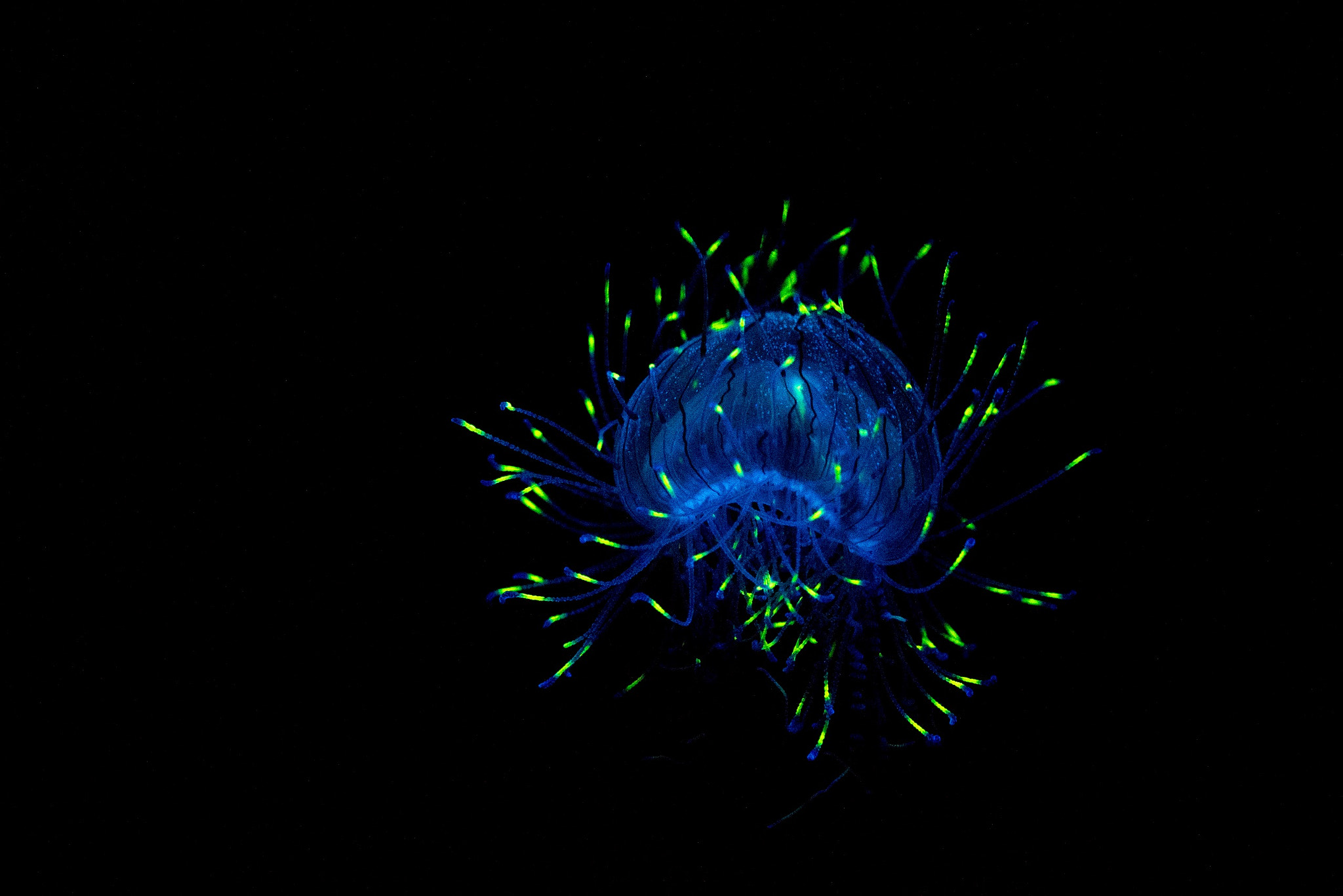 Canon EF-S 55-250mm F4-5.6 IS STM sample photo. Jelly fish at the long beach aquarium photography