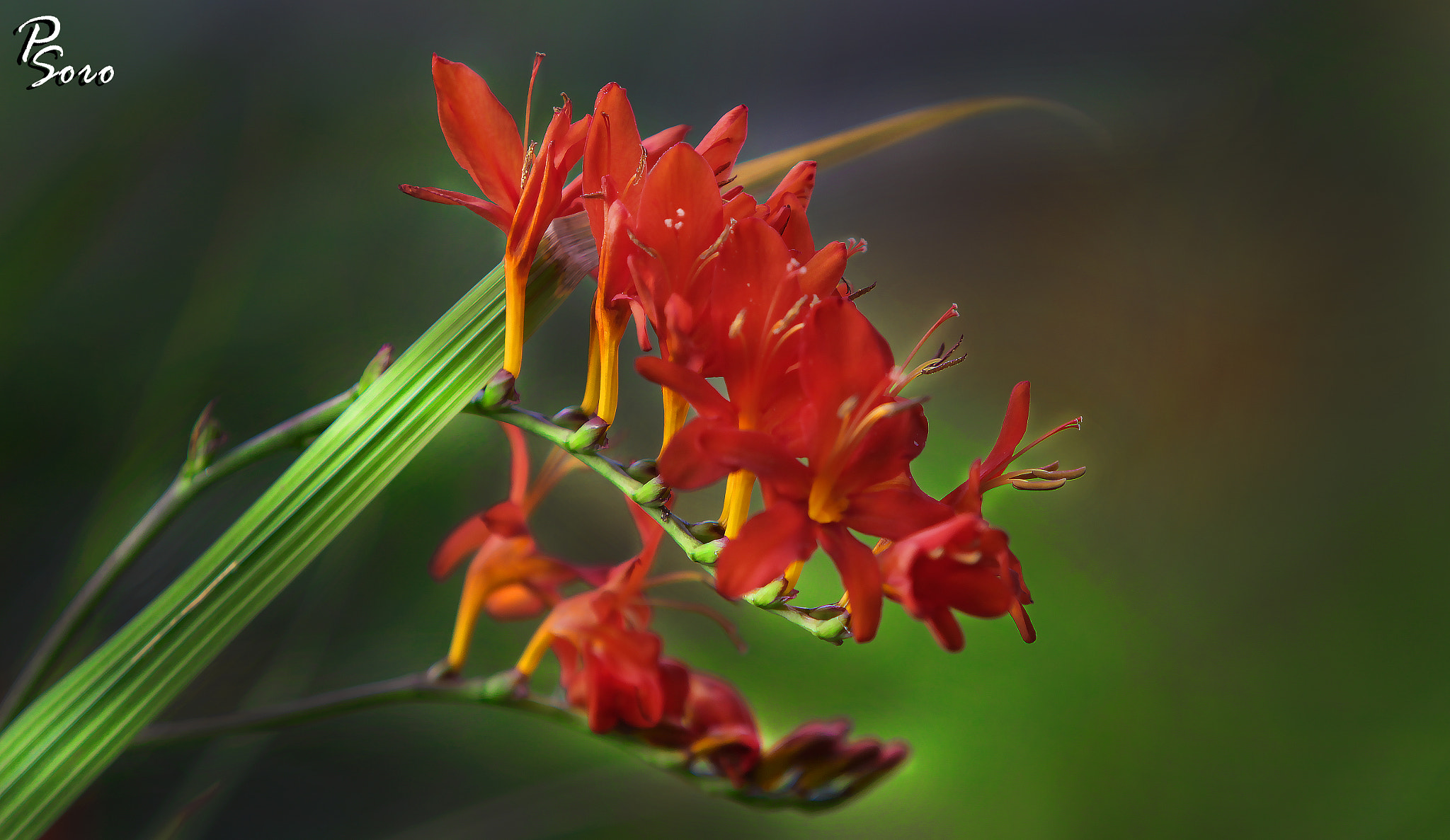 Canon EF 70-200mm F2.8L IS USM sample photo. Nice flowers photography