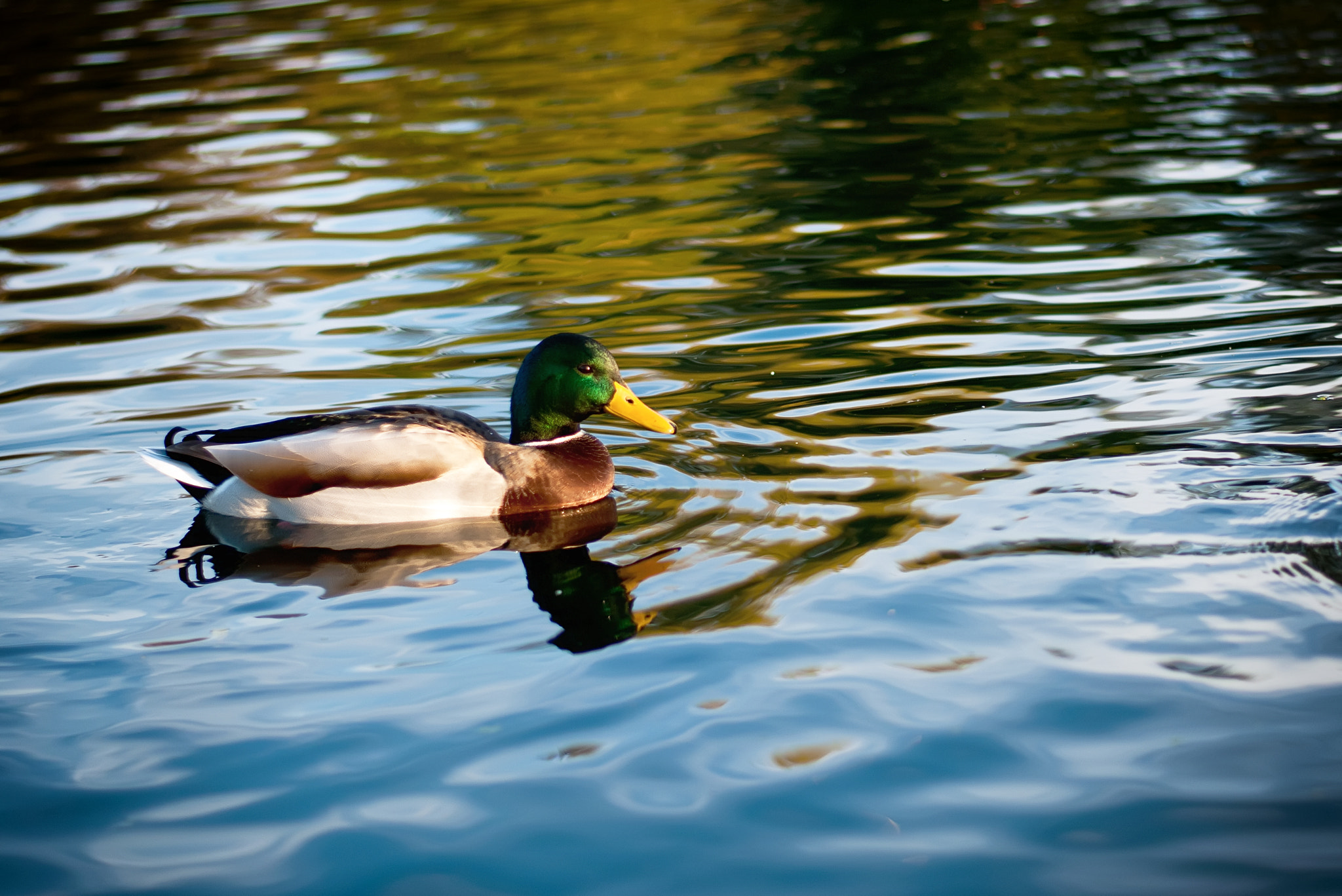 Nikon D200 sample photo. Wicksteed duck photography