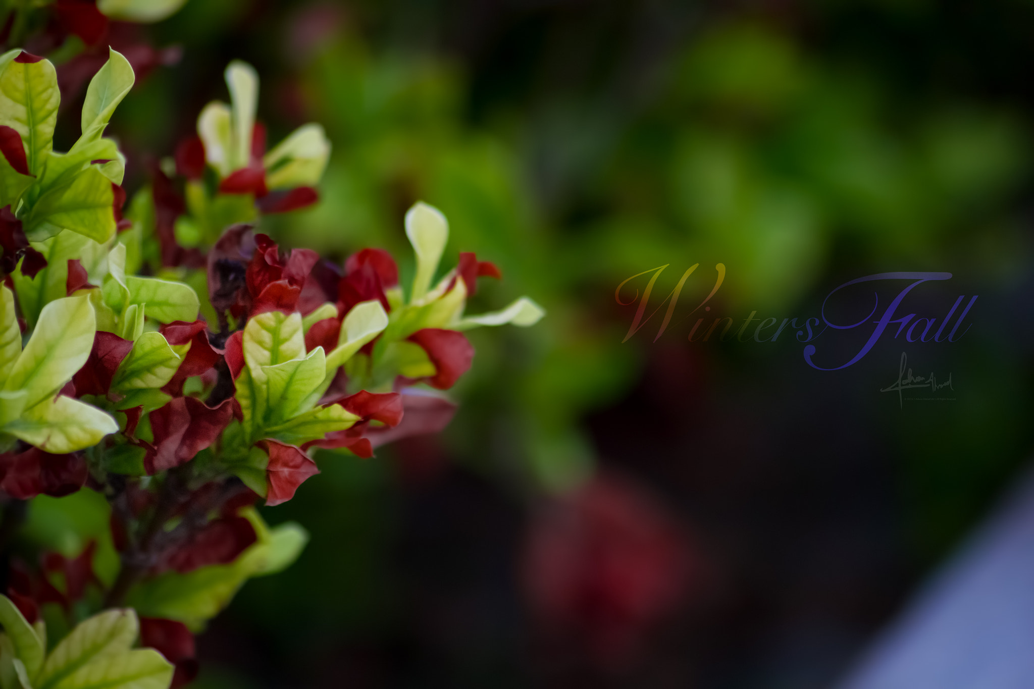 Sigma 70-300mm F4-5.6 APO DG Macro sample photo. First fall of winters photography
