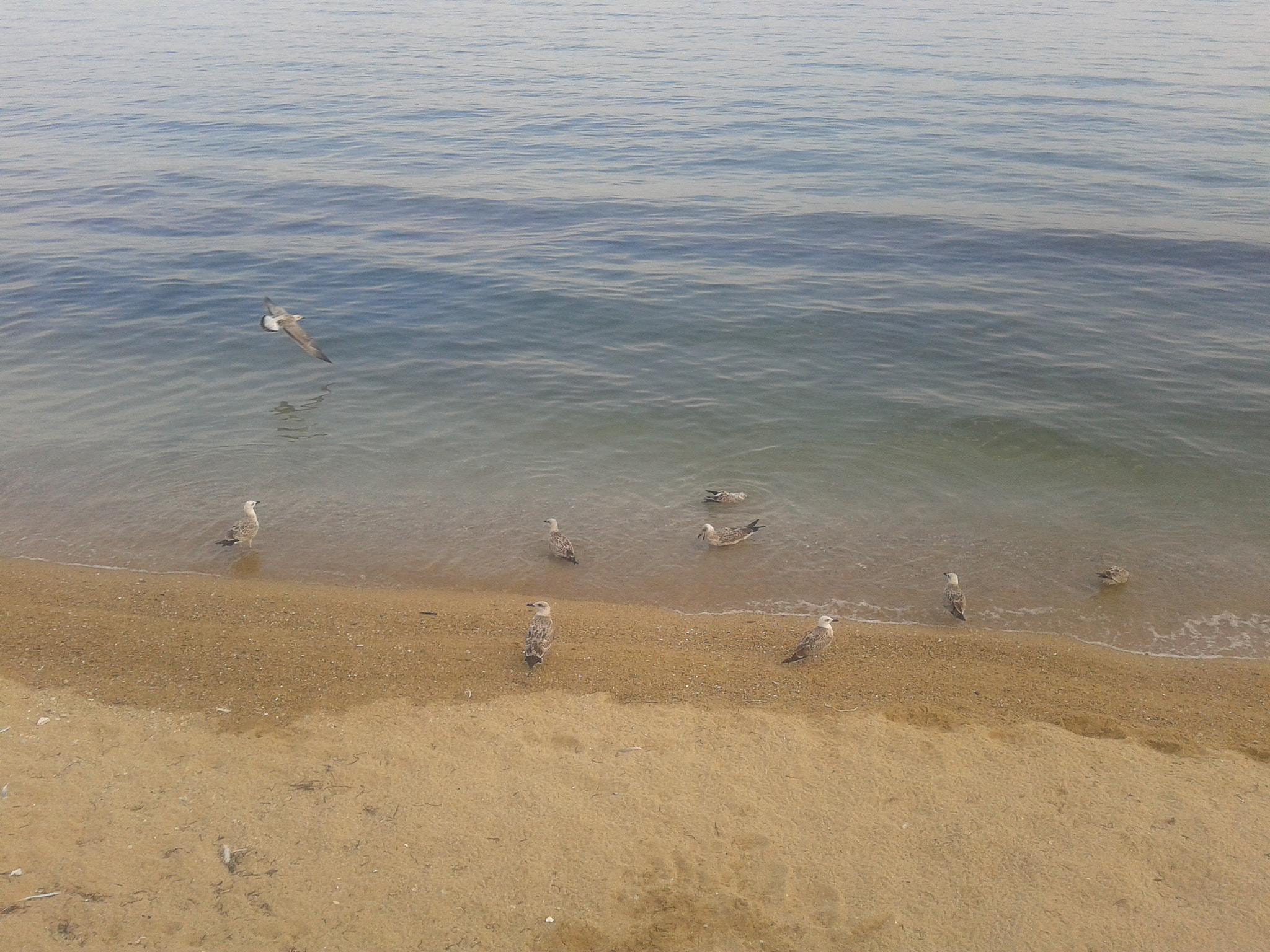 Samsung Galaxy Fit sample photo. Birds in the sea photography