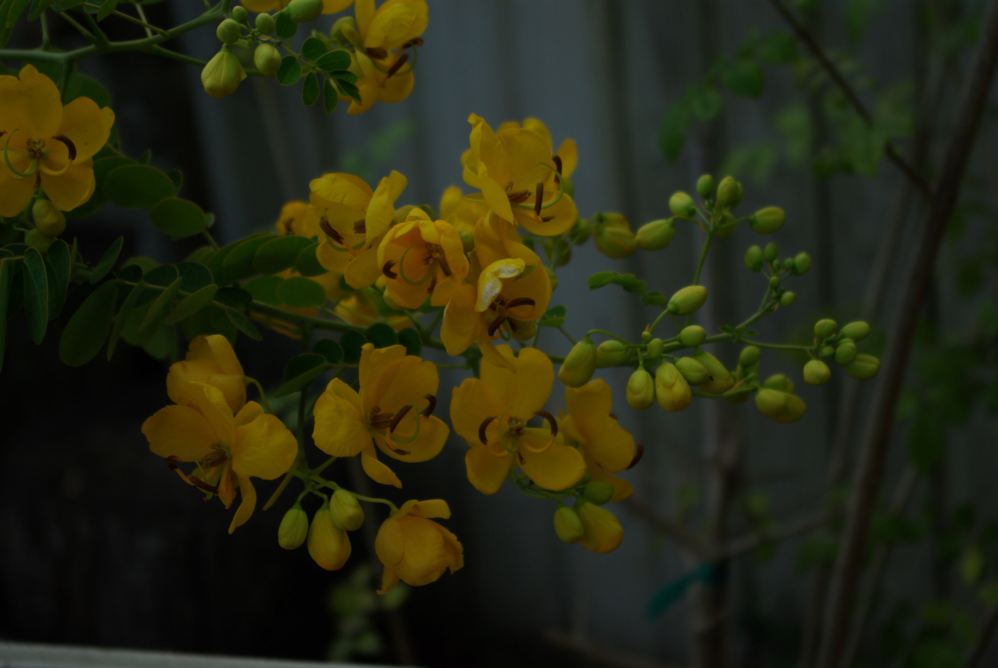 Pentax K10D + Pentax smc DA 18-55mm F3.5-5.6 AL WR sample photo. Senna photography