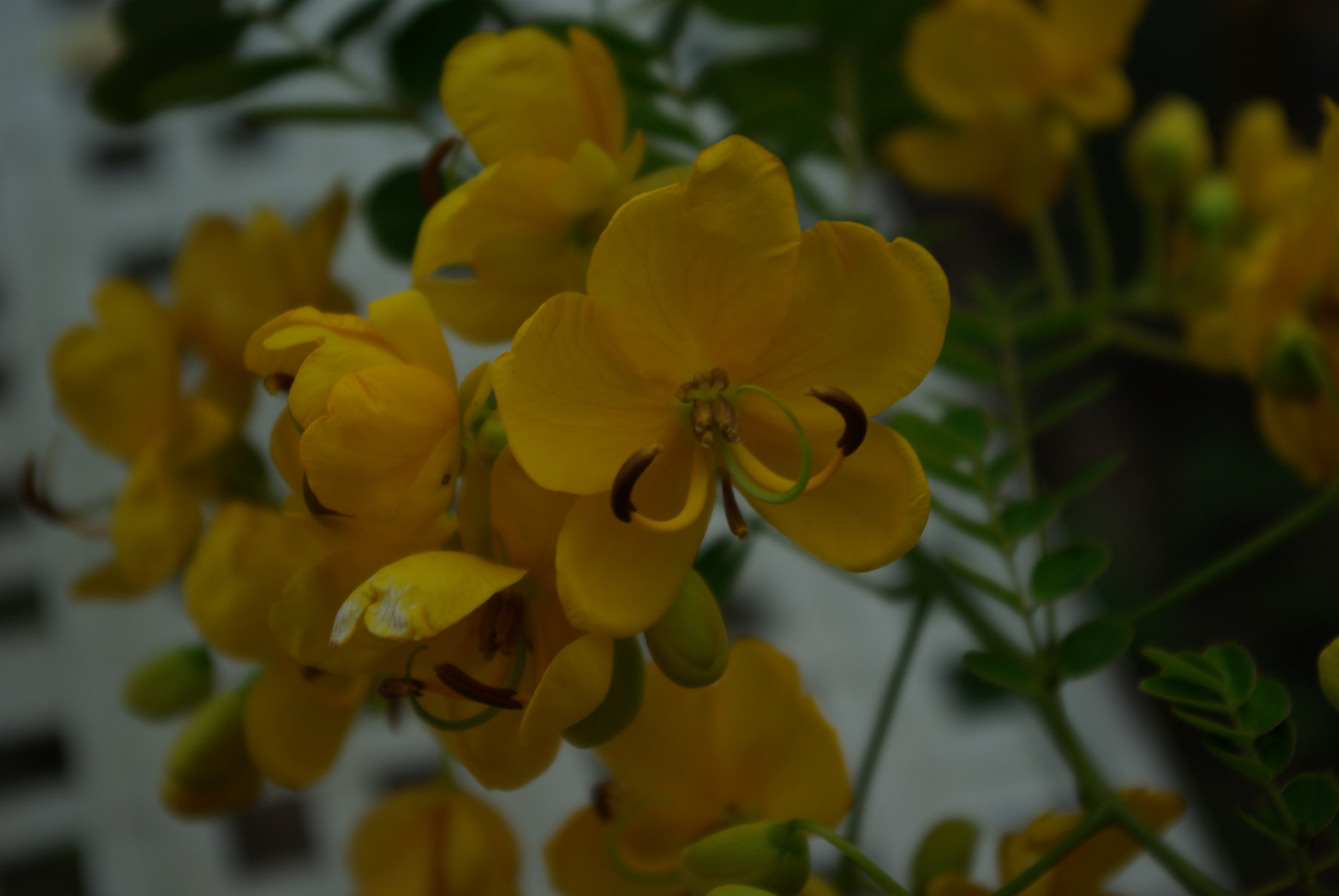 Pentax K10D sample photo. Senna photography