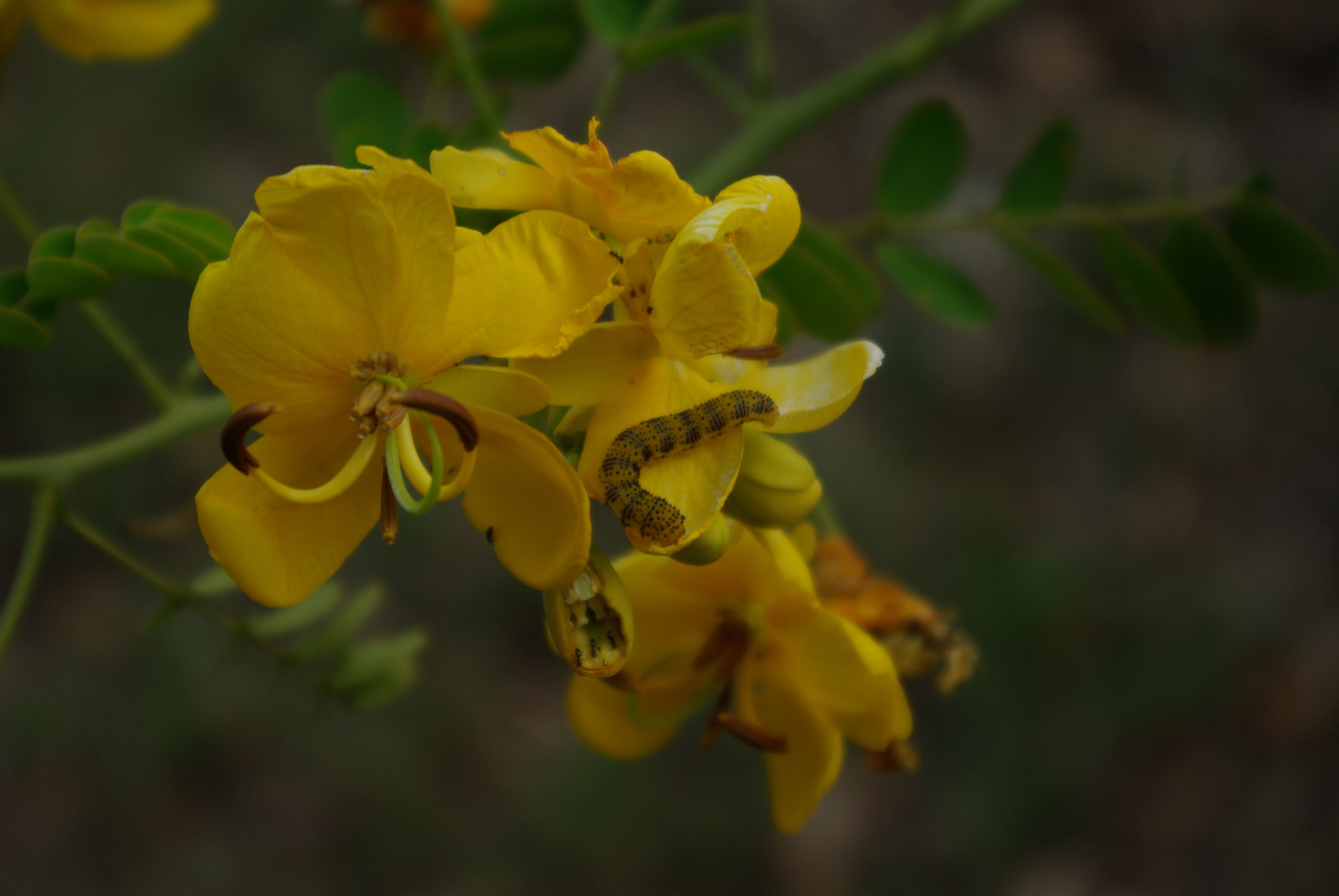 Pentax K10D sample photo. Senna photography