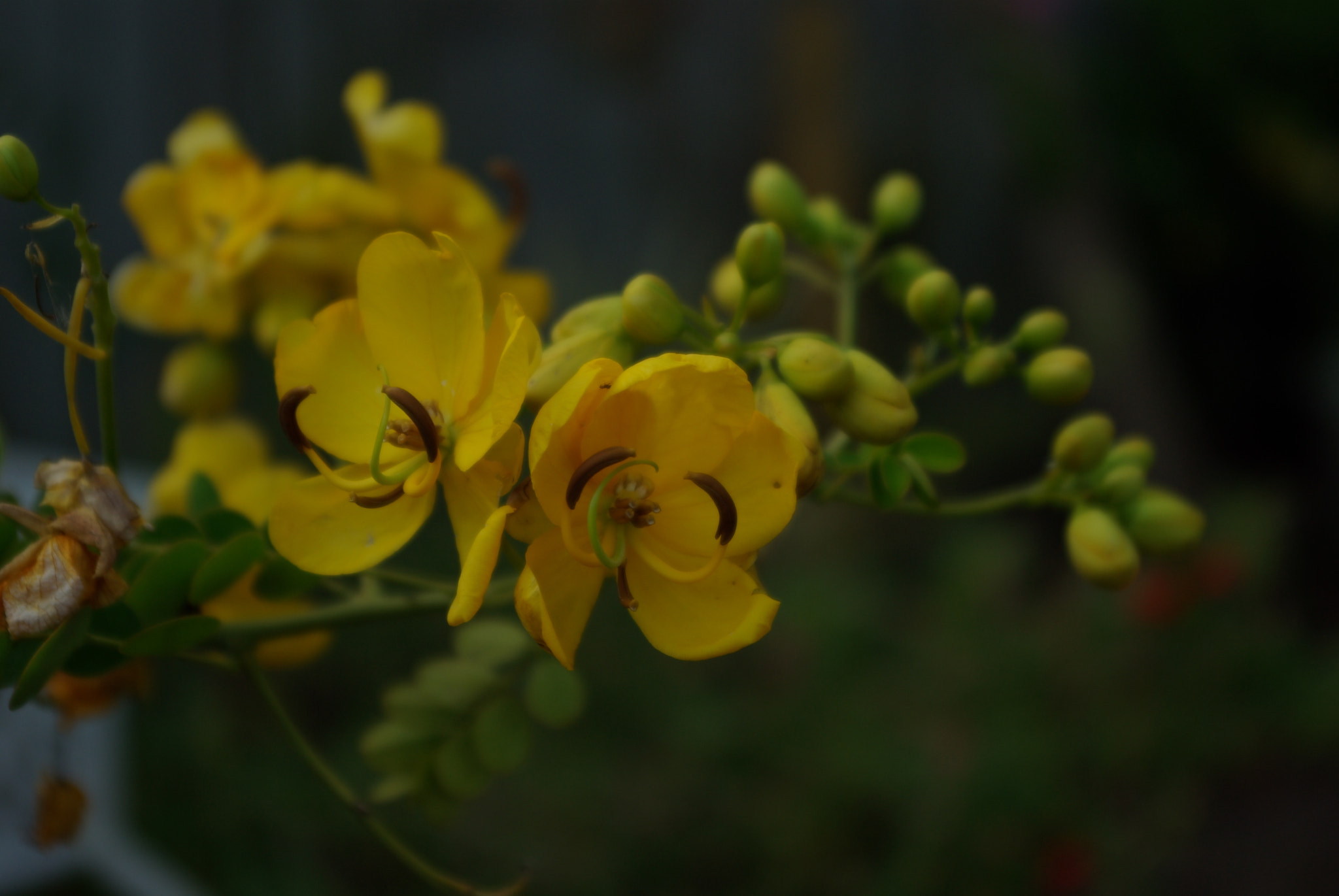 Pentax K10D sample photo. Senna photography