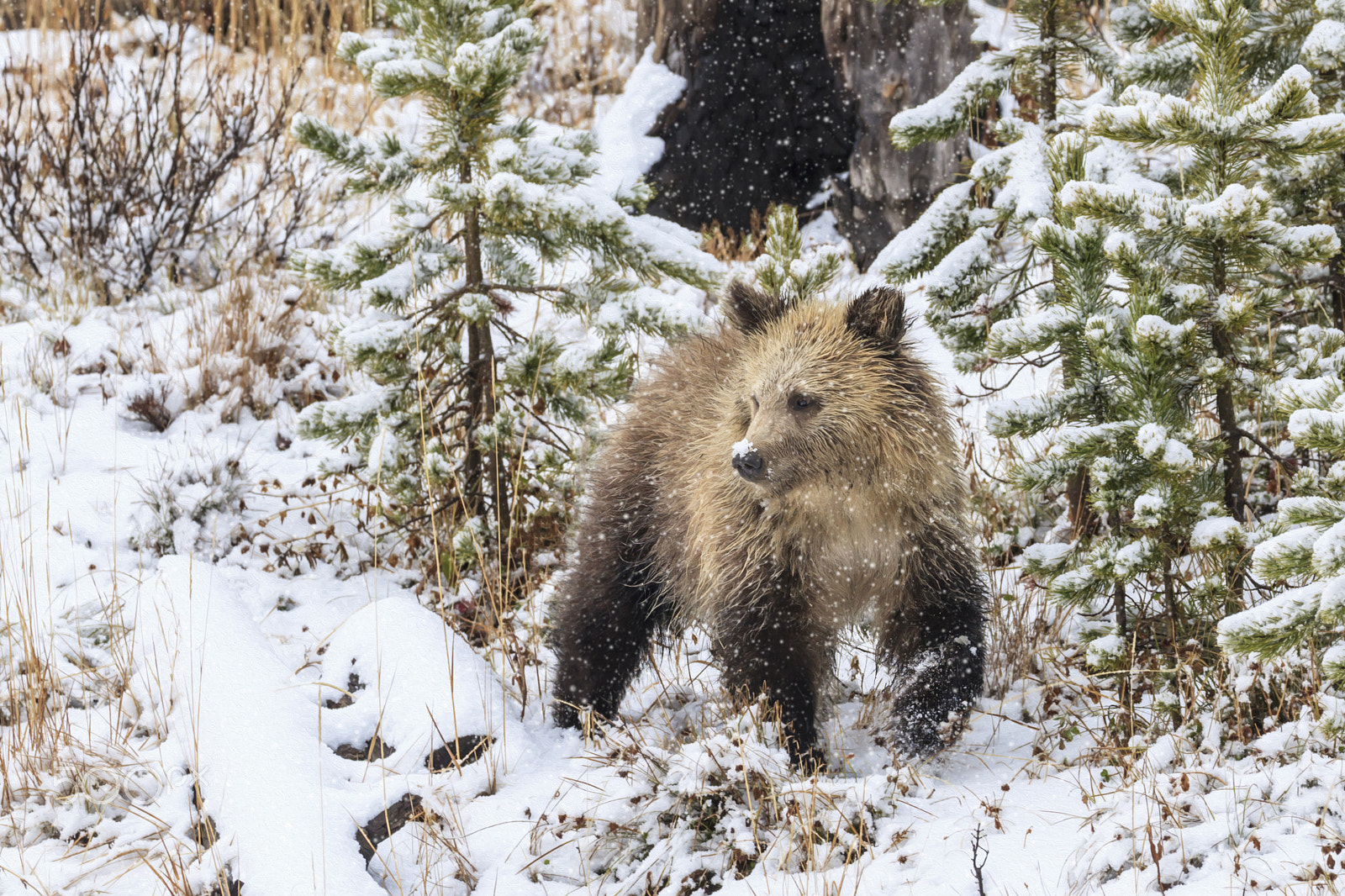 Canon EOS-1D Mark IV + Canon EF 100-400mm F4.5-5.6L IS II USM sample photo. A snowy nose for a young grizzly cub photography