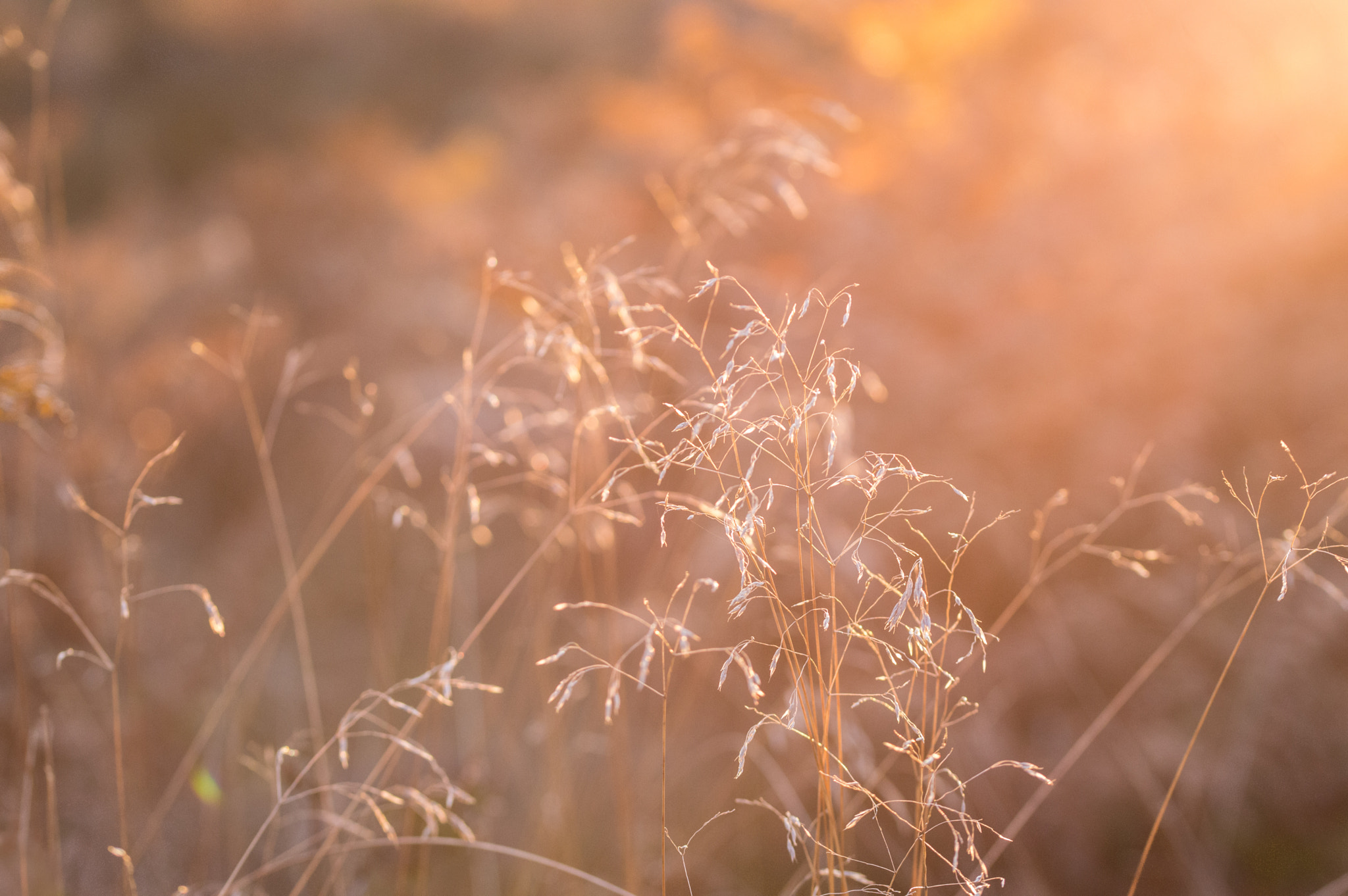 Sigma 105mm F2.8 EX DG OS HSM sample photo. The last dance photography