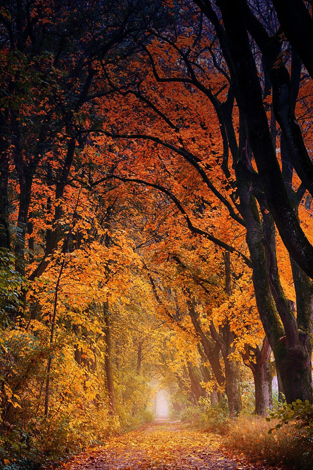 Tamron 18-270mm F3.5-6.3 Di II PZD sample photo. Forest road photography