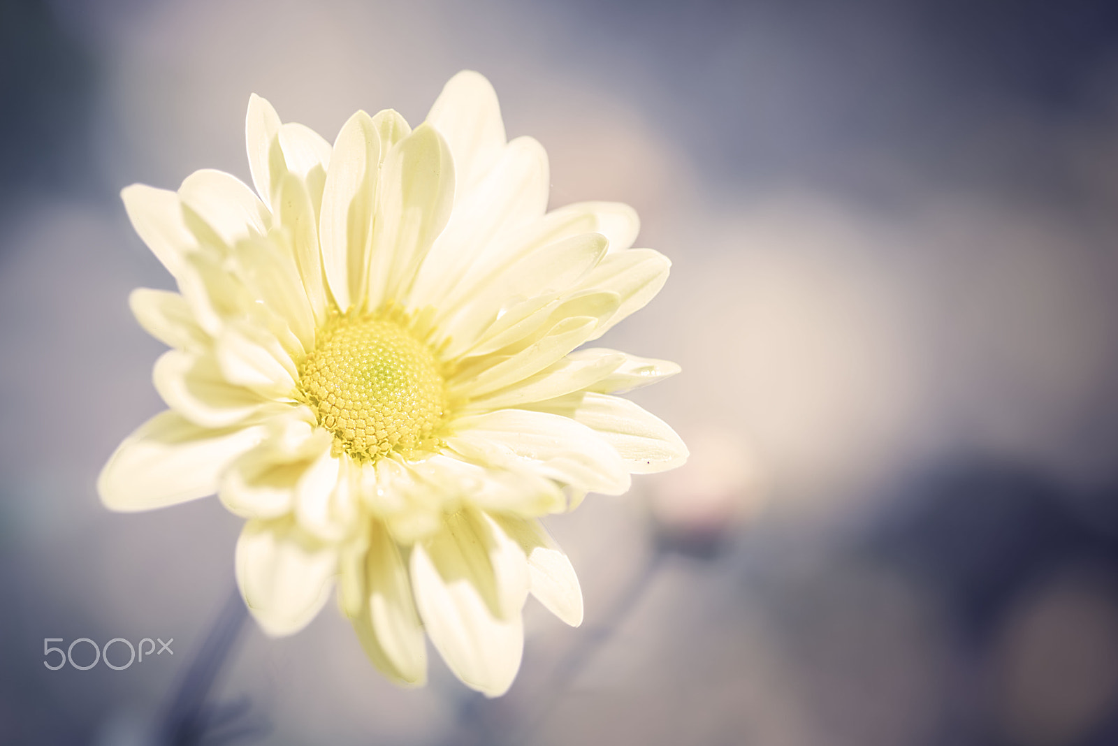 Nikon D810 + Tokina AT-X Pro 100mm F2.8 Macro sample photo. Daisy photography