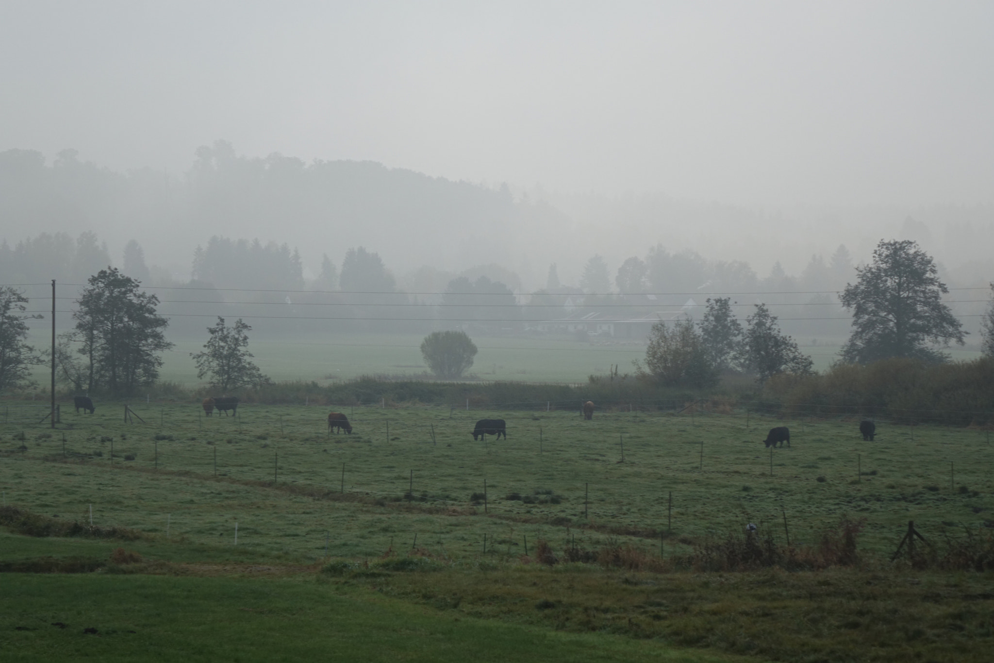 Sony Cyber-shot DSC-RX10 + Sony 24-200mm F2.8 sample photo. The pale green of autumn photography