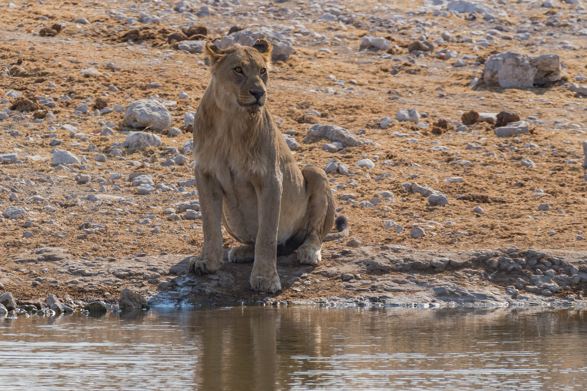 150-600mm F5-6.3 DG OS HSM | Contemporary 015 sample photo. Queen of savannah photography