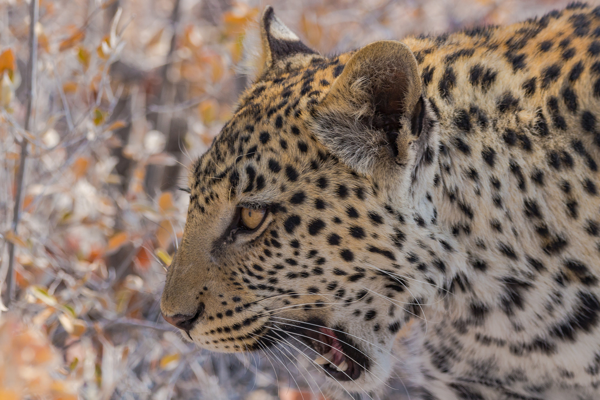 150-600mm F5-6.3 DG OS HSM | Contemporary 015 sample photo. Just few inches far.. photography