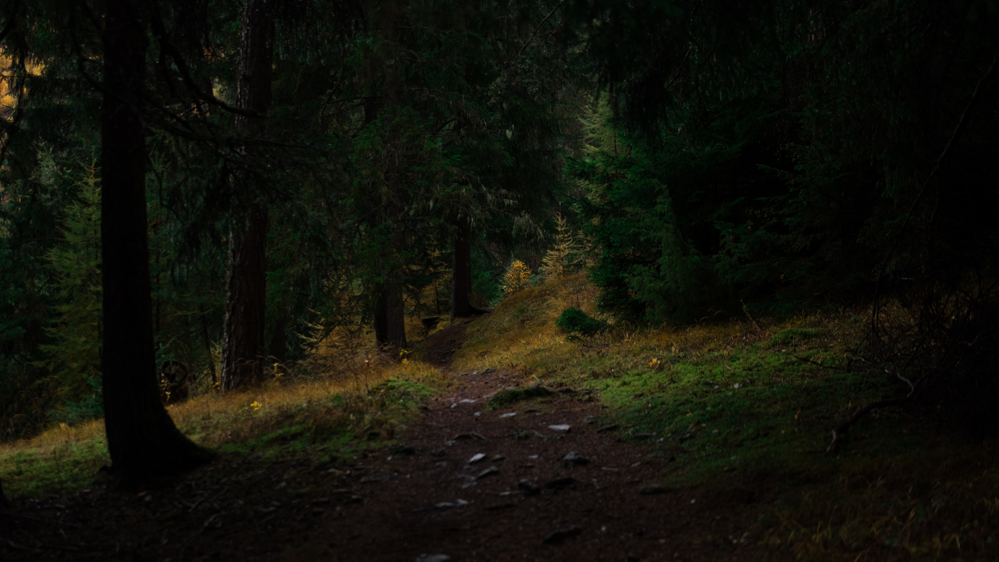 Sony a6300 + Sigma 18-35mm F1.8 DC HSM Art sample photo. Falling forrest photography