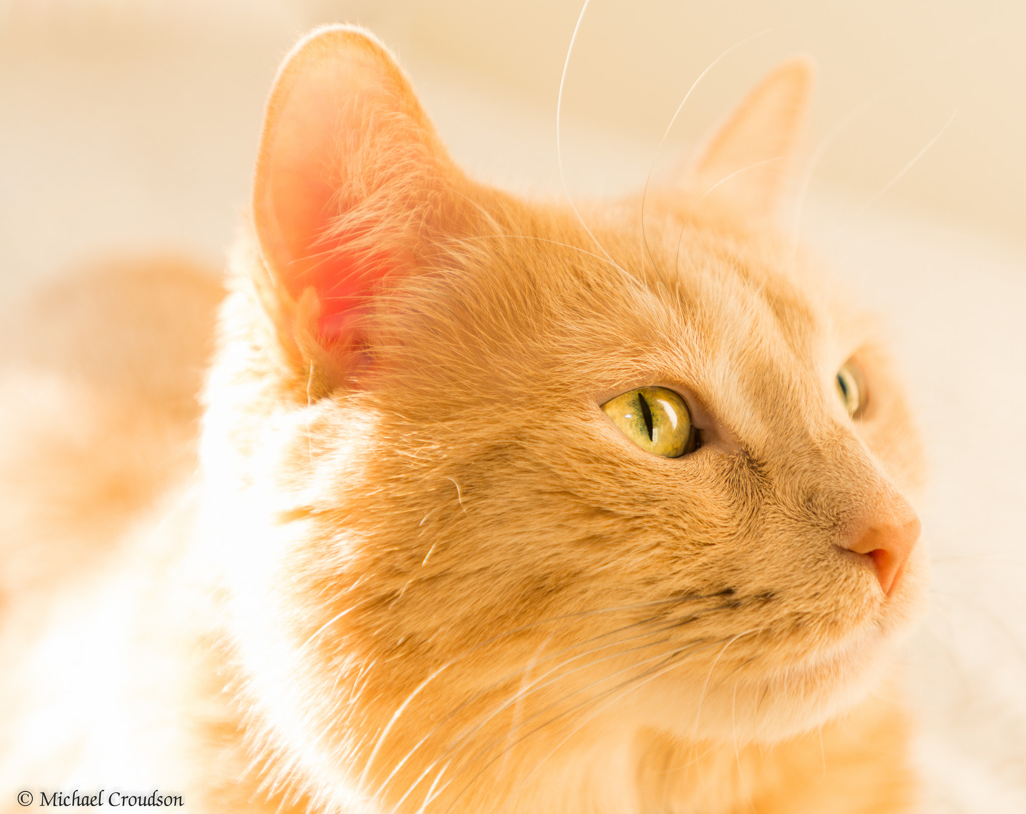 Nikon AF-S Nikkor 17-35mm F2.8D ED-IF sample photo. Charlie's close up (of ) photography