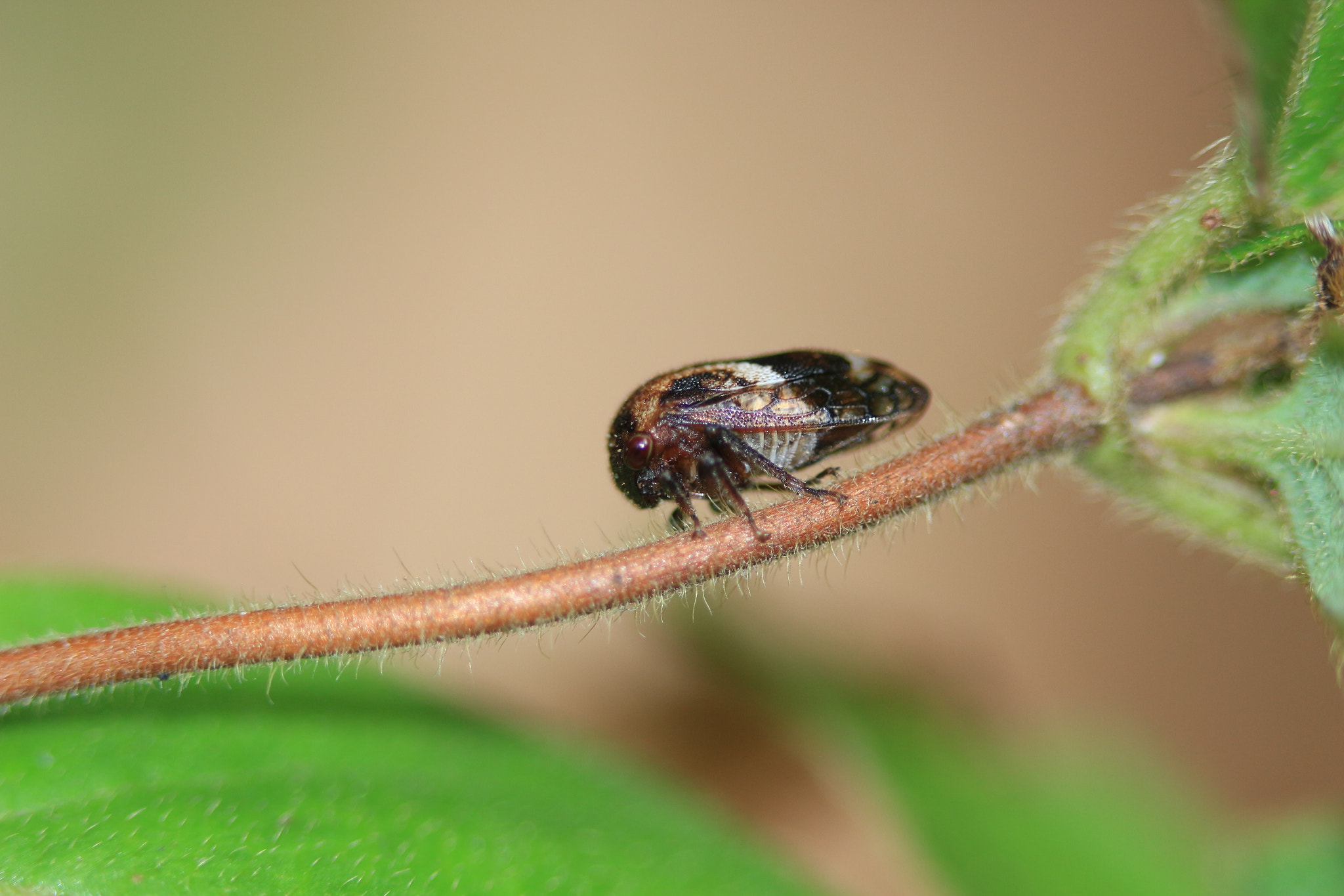Canon EF 100mm F2.8 Macro USM sample photo. Treehopper photography
