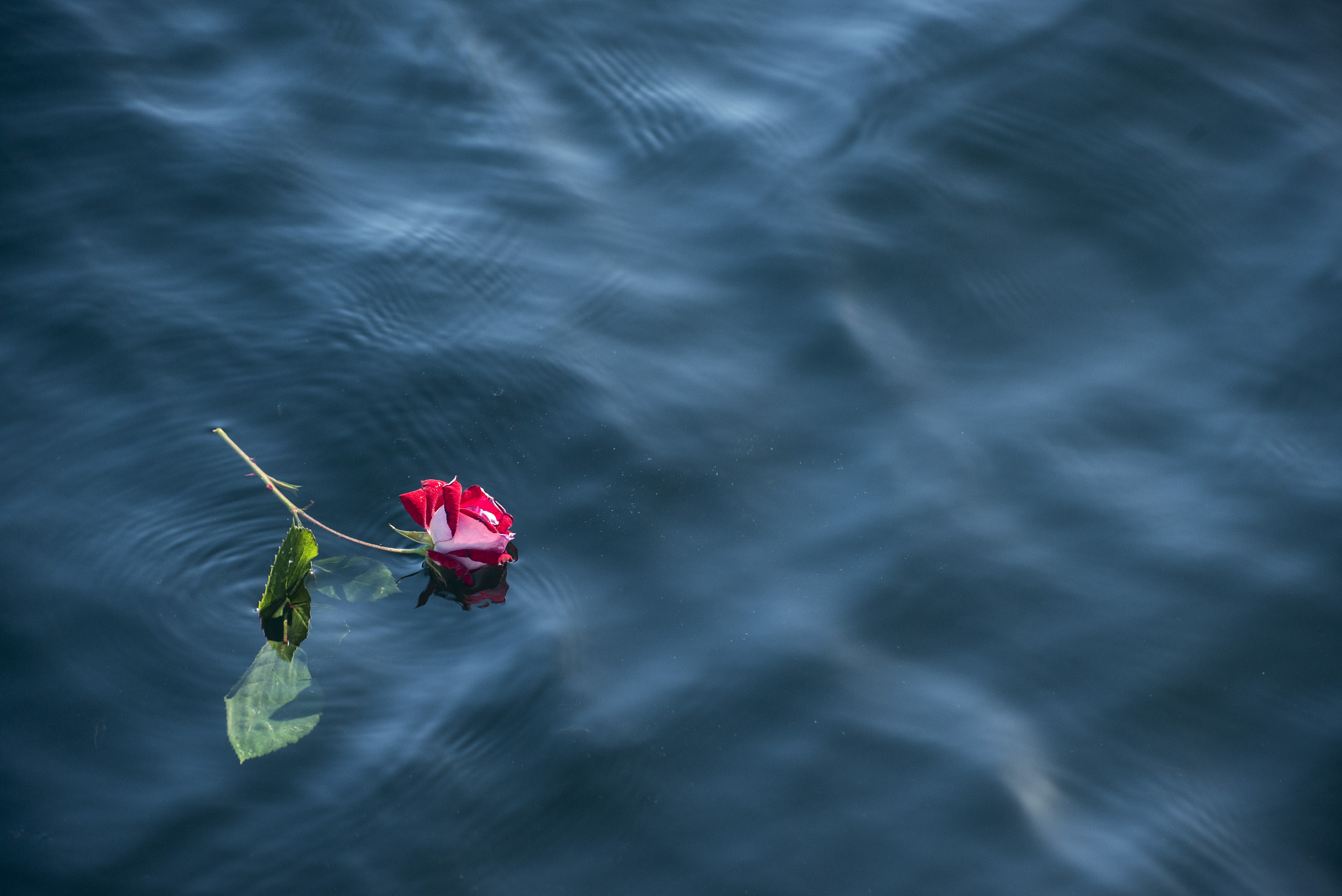 Nikon D800E sample photo. Farewell to a rose photography