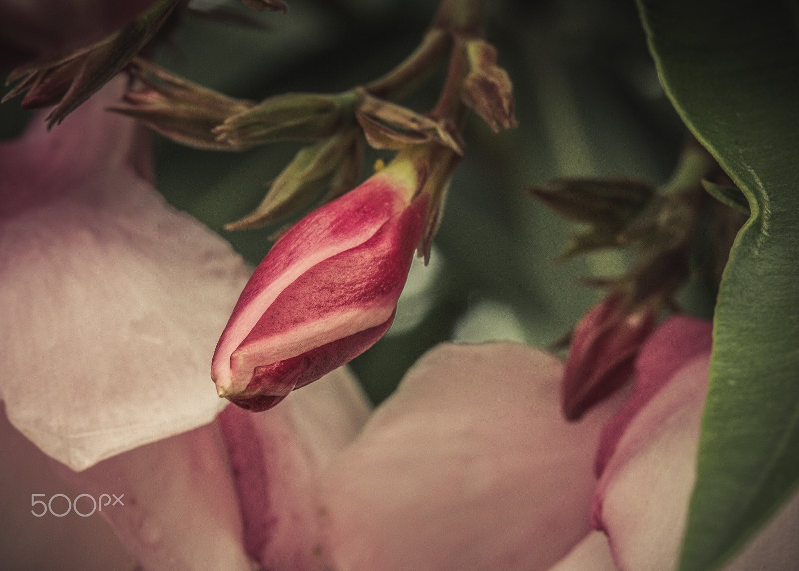 Canon EF-S 60mm F2.8 Macro USM sample photo. Pink photography