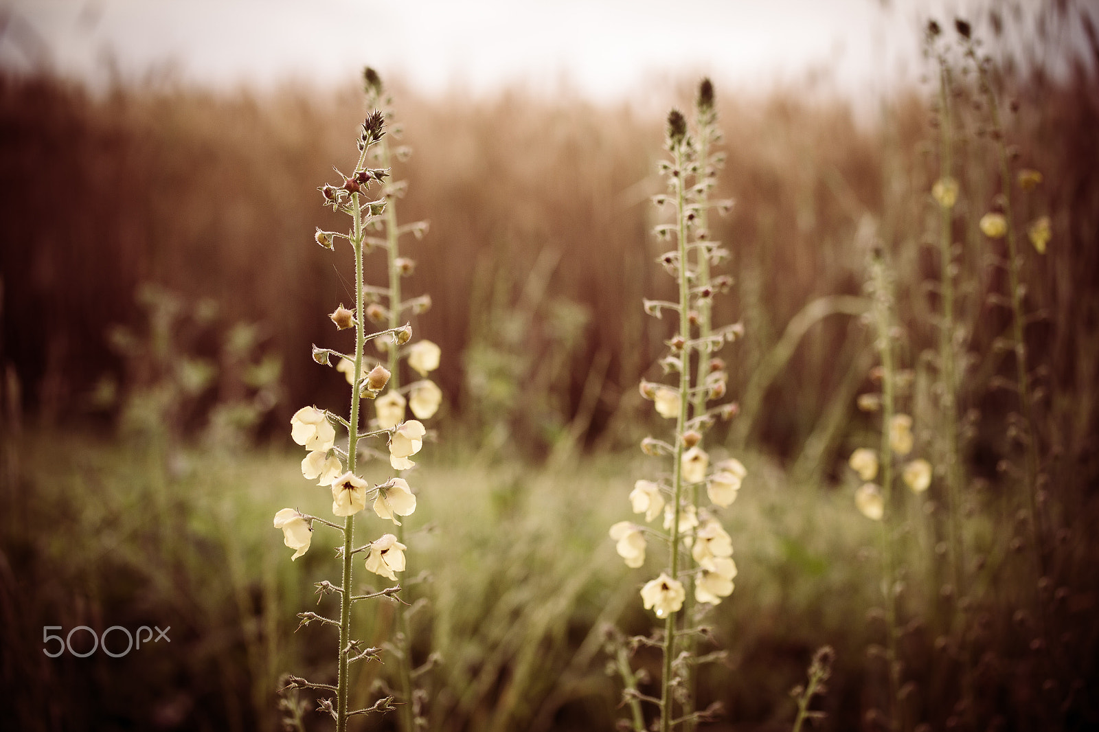 Canon EF-S 60mm F2.8 Macro USM sample photo. Country flowers photography