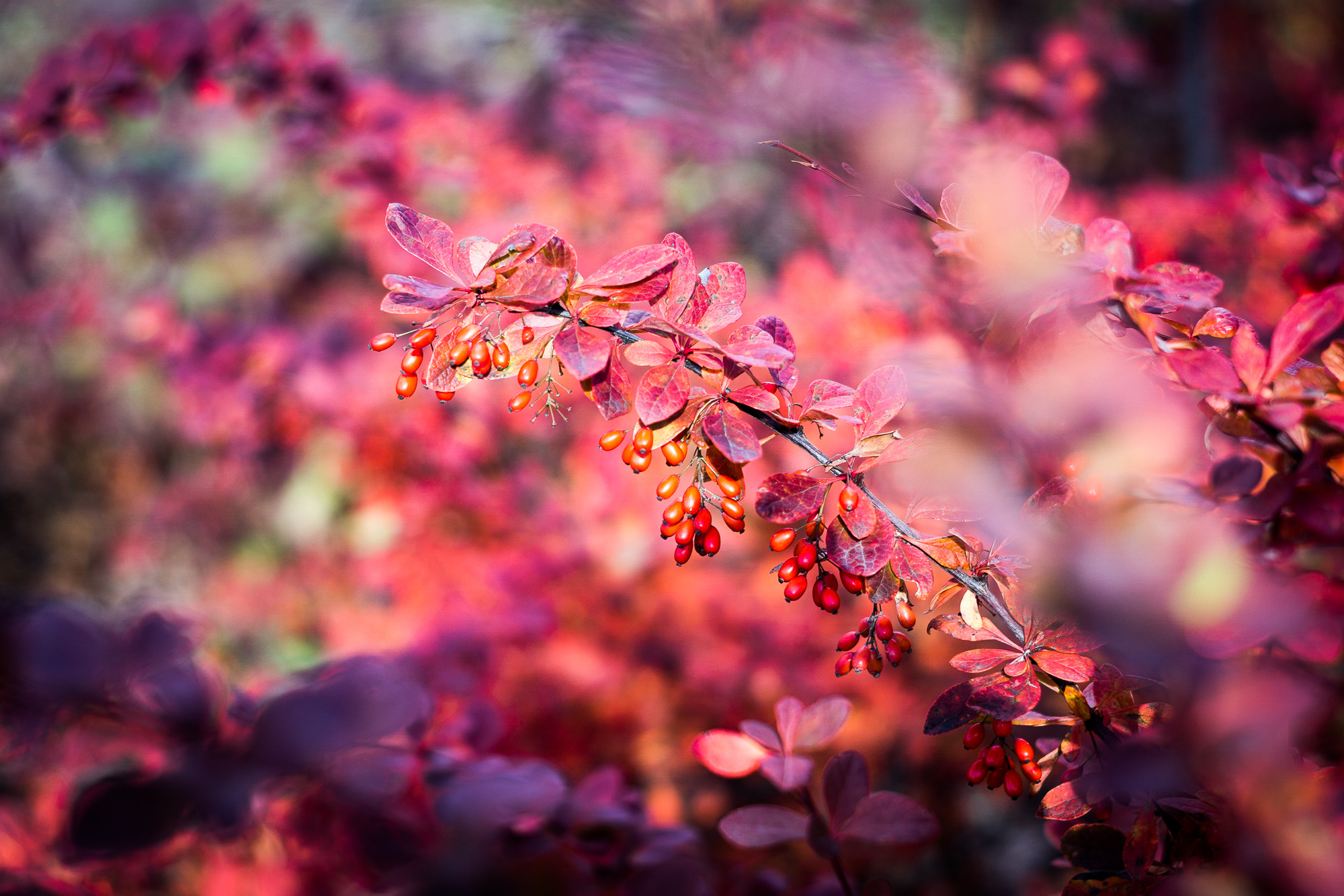 Sony a6000 + Minolta AF 50mm F1.7 sample photo. Reds photography