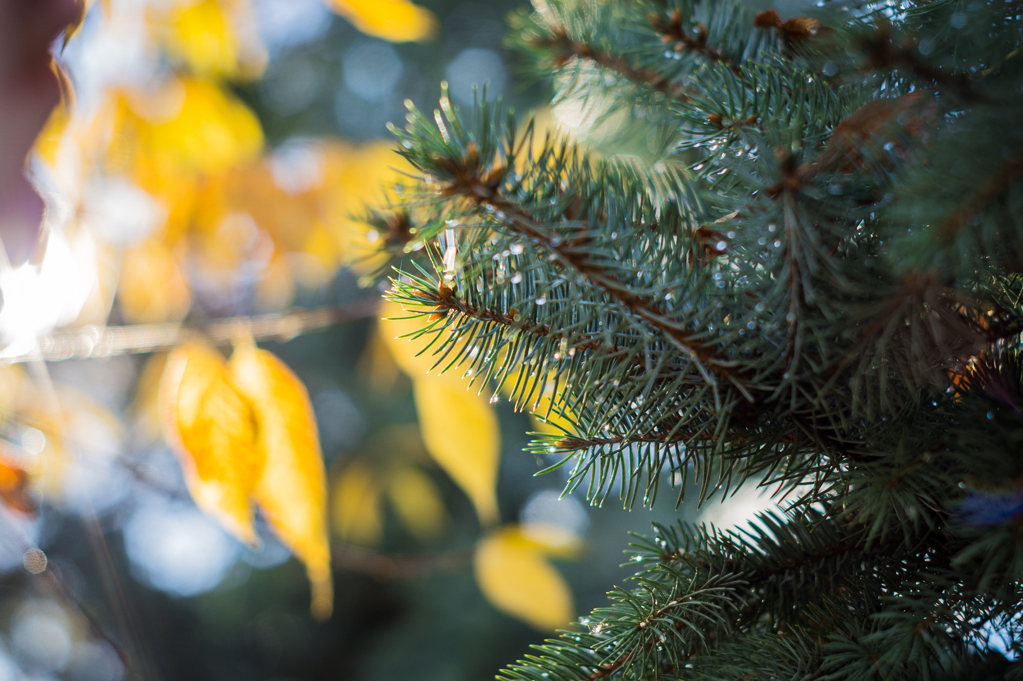 Sony a6000 + Minolta AF 50mm F1.7 sample photo. Yellows and greens photography