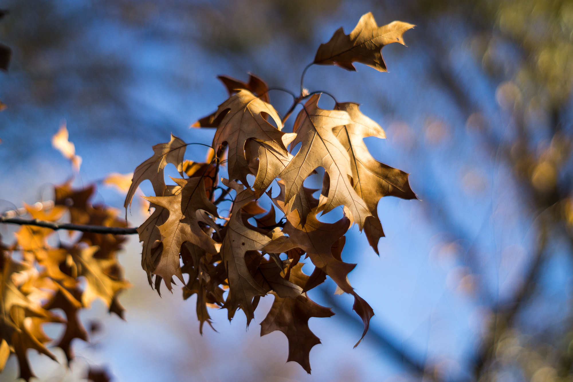 Sony a6000 + Minolta AF 50mm F1.7 sample photo. Oak bokeh photography