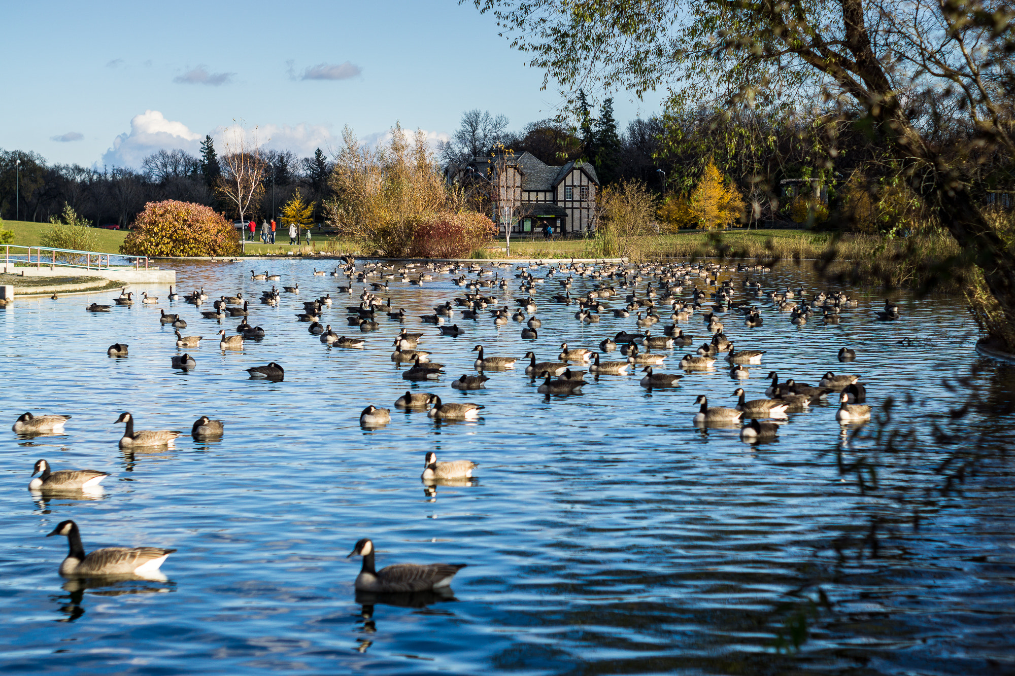 Sony a6000 + Minolta AF 50mm F1.7 sample photo. Canadian geese photography