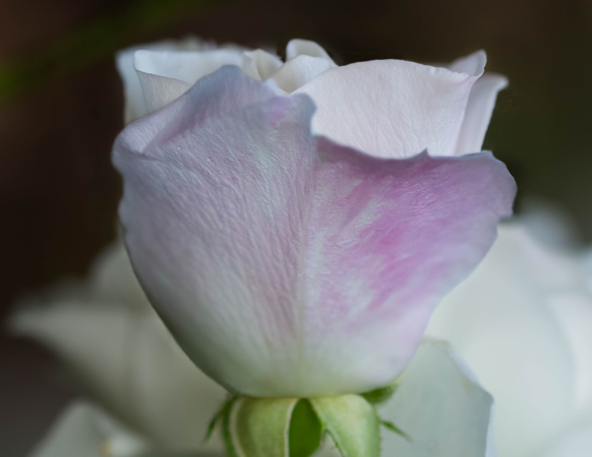 Sigma 105mm F2.8 EX DG OS HSM sample photo. Pinks in whites photography