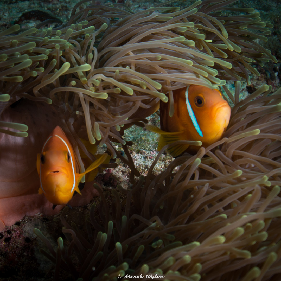 Nikon D800E + Sigma 15mm F2.8 EX DG Diagonal Fisheye sample photo. Anemonefish | maldives | 2014.04.03 photography