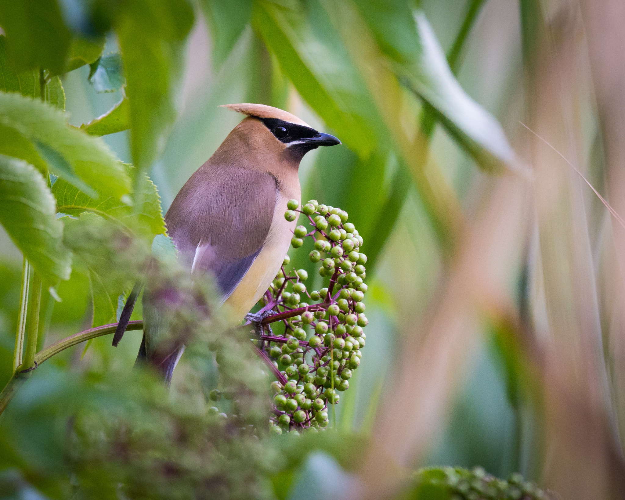 Nikon Nikkor AF-S 300mm F4E PF ED VR sample photo. Berries not ripe yet photography